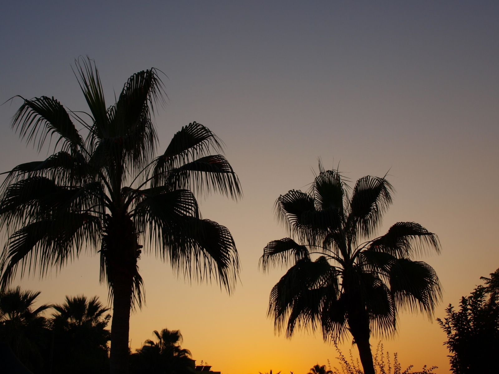 Handy-Wallpaper Landschaft, Bäume, Sunset, Palms kostenlos herunterladen.