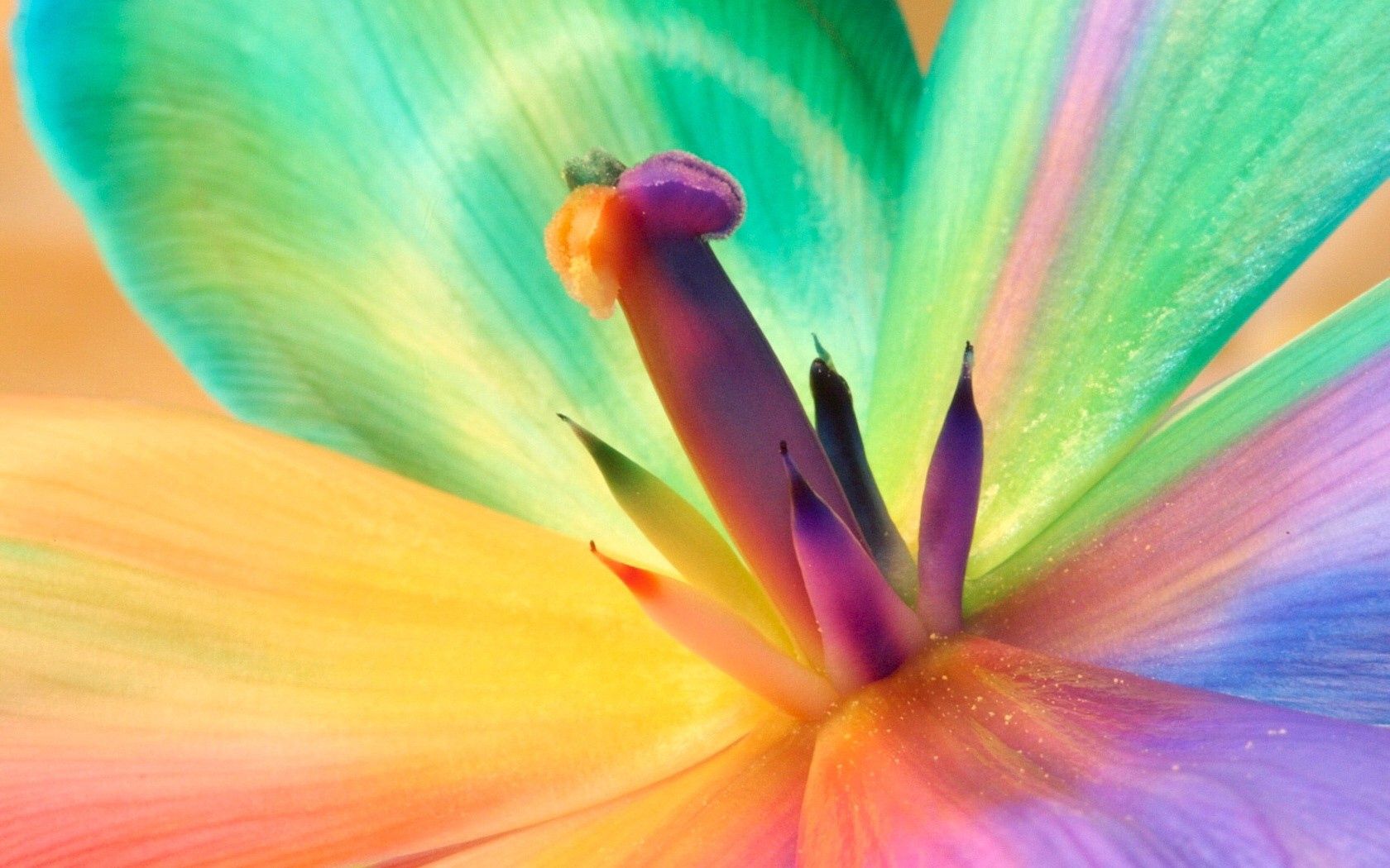 Baixe gratuitamente a imagem Flor, Macro, Multicolorido, Motley, Colorido, Coloridos, Lírio, Estames na área de trabalho do seu PC
