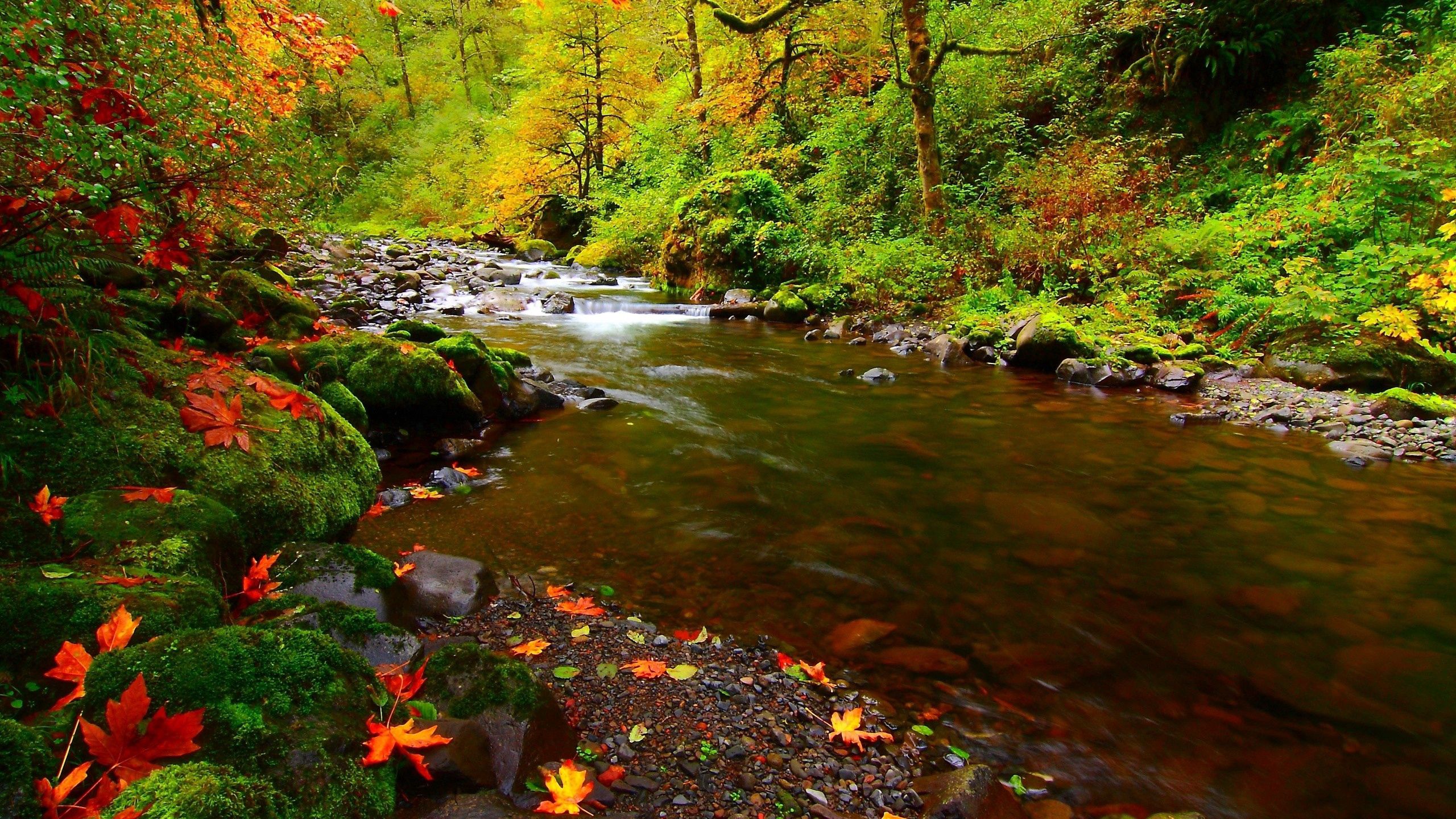 152390 descargar imagen naturaleza, ríos, otoño, stones, hojas: fondos de pantalla y protectores de pantalla gratis