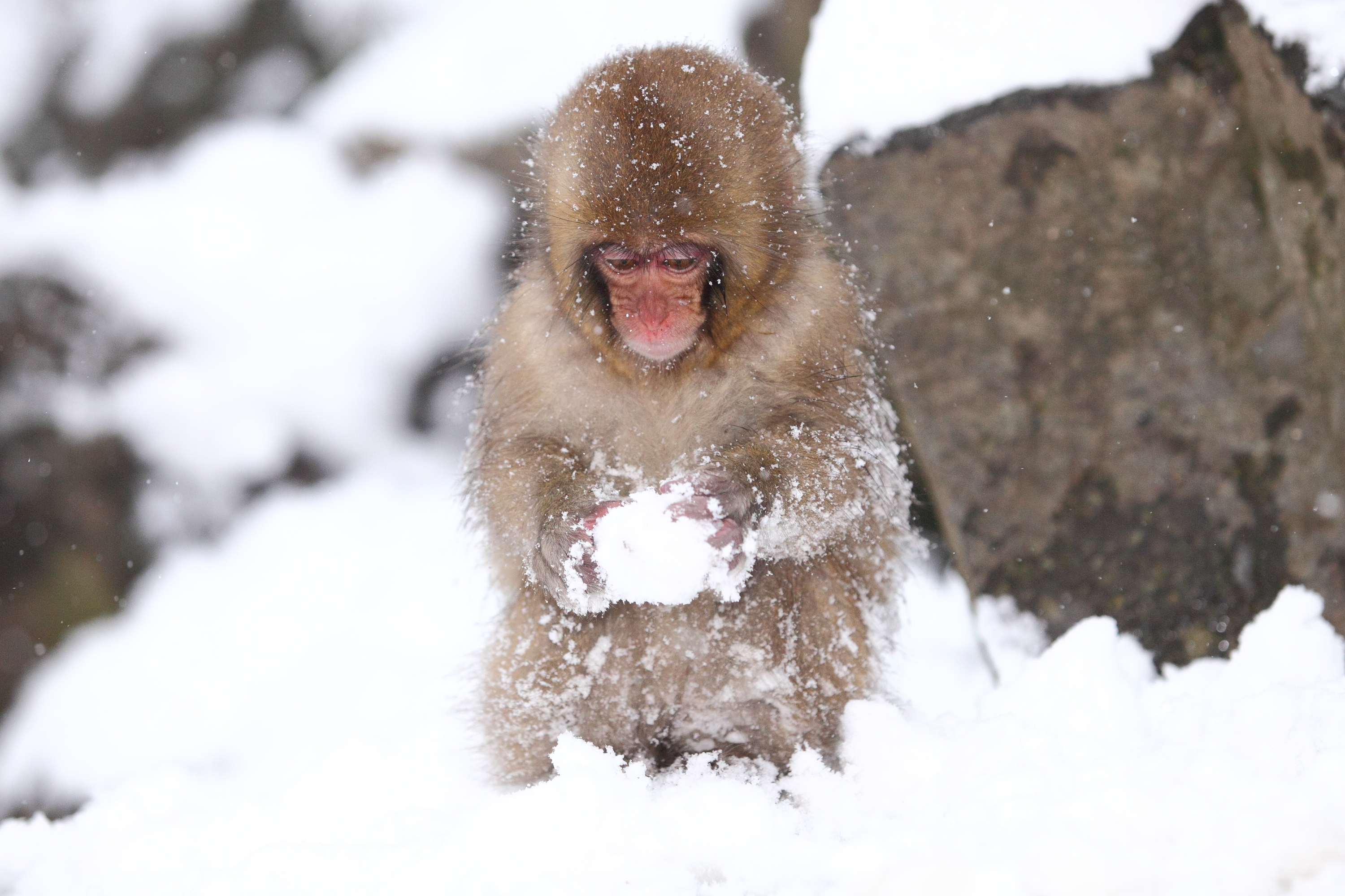 280050 télécharger le fond d'écran animaux, macaque japonais, singes - économiseurs d'écran et images gratuitement