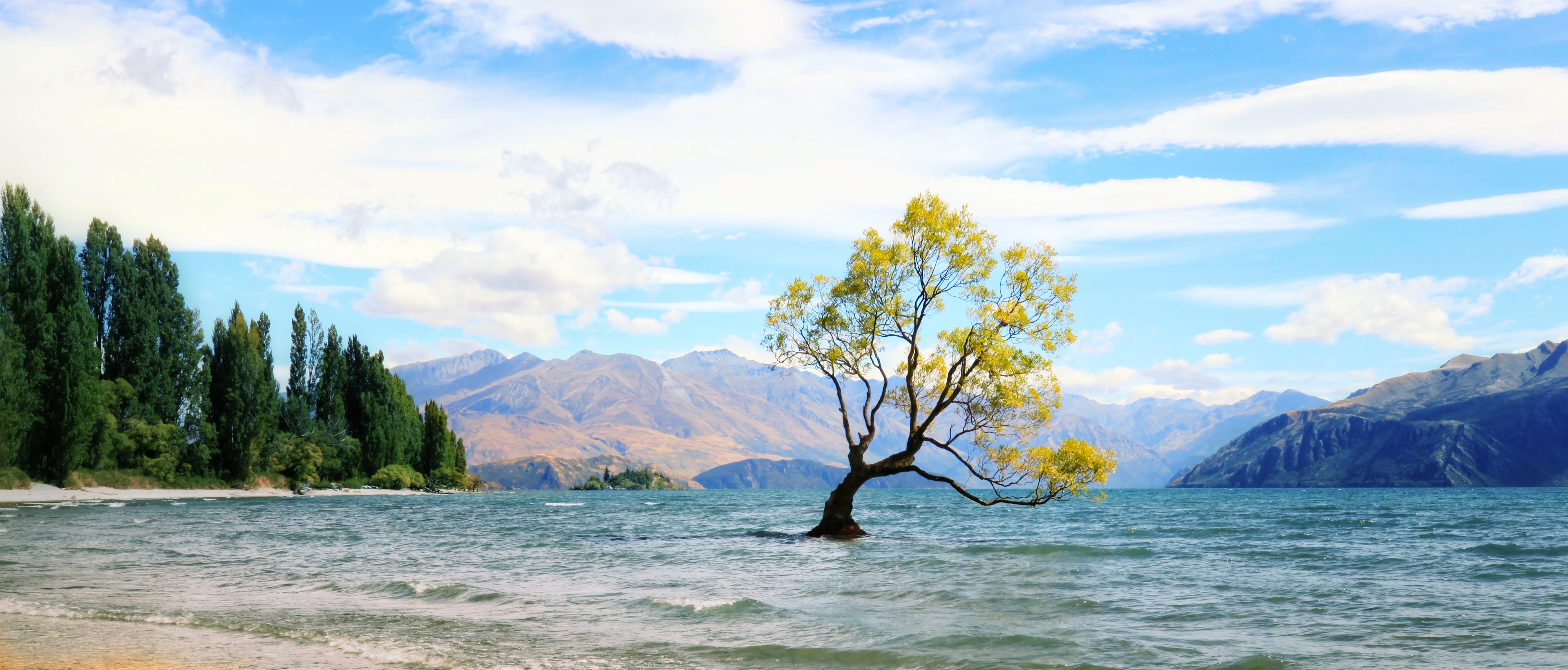 Download mobile wallpaper New Zealand, Tree, Earth, Lake Wānaka for free.