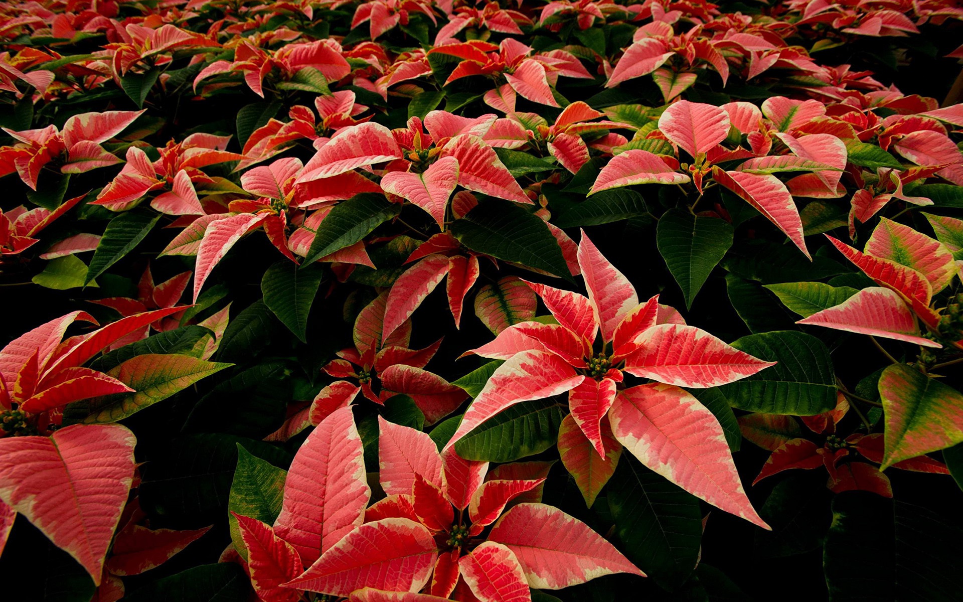 earth, poinsettia, leaf, flowers cell phone wallpapers