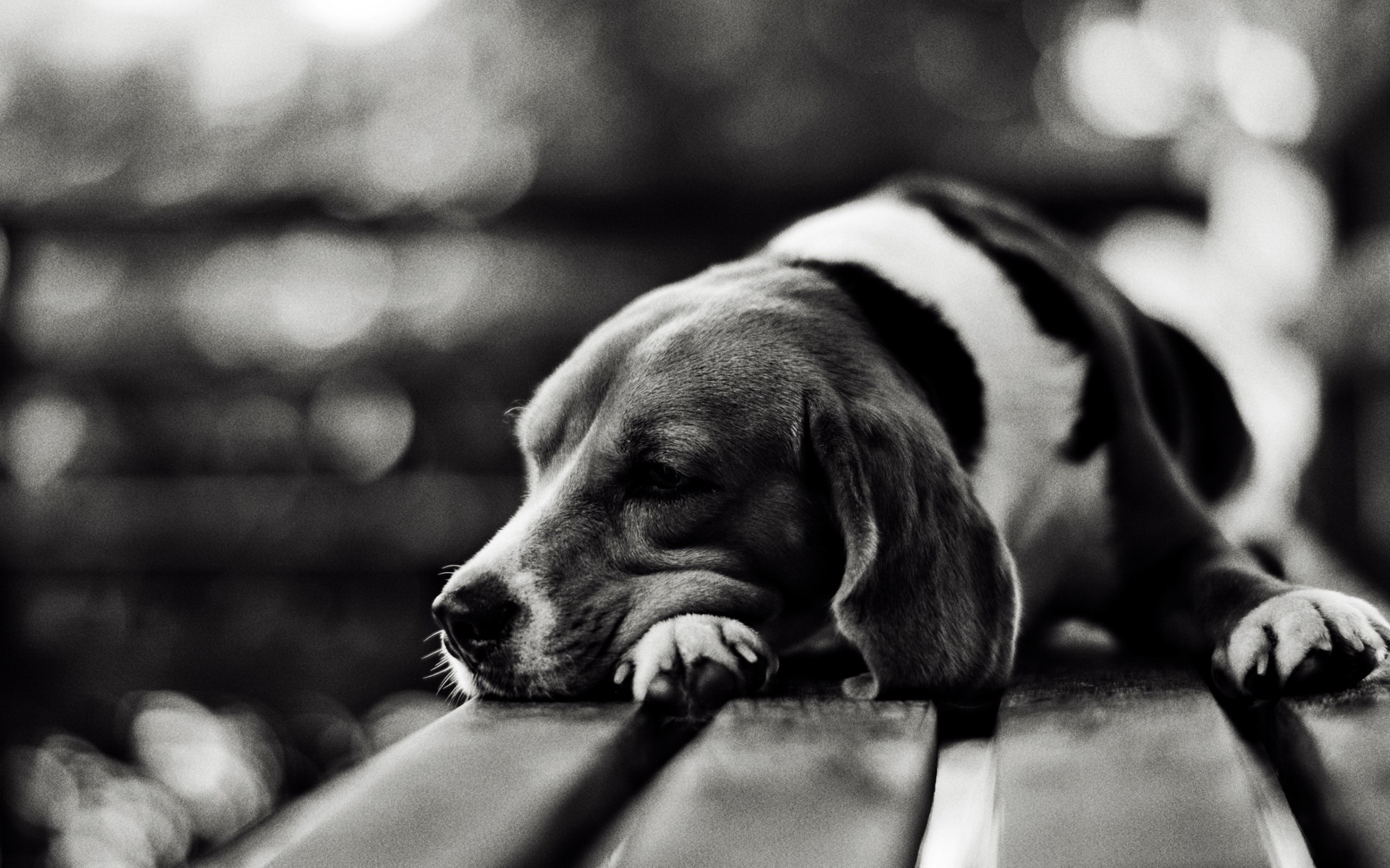 beagle, animal, dogs