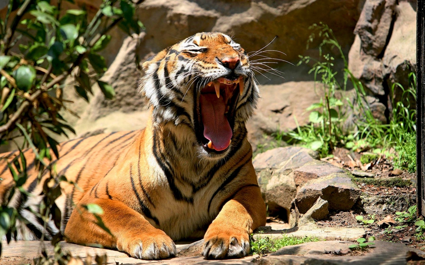 47283 скачать обои тигры, животные - заставки и картинки бесплатно