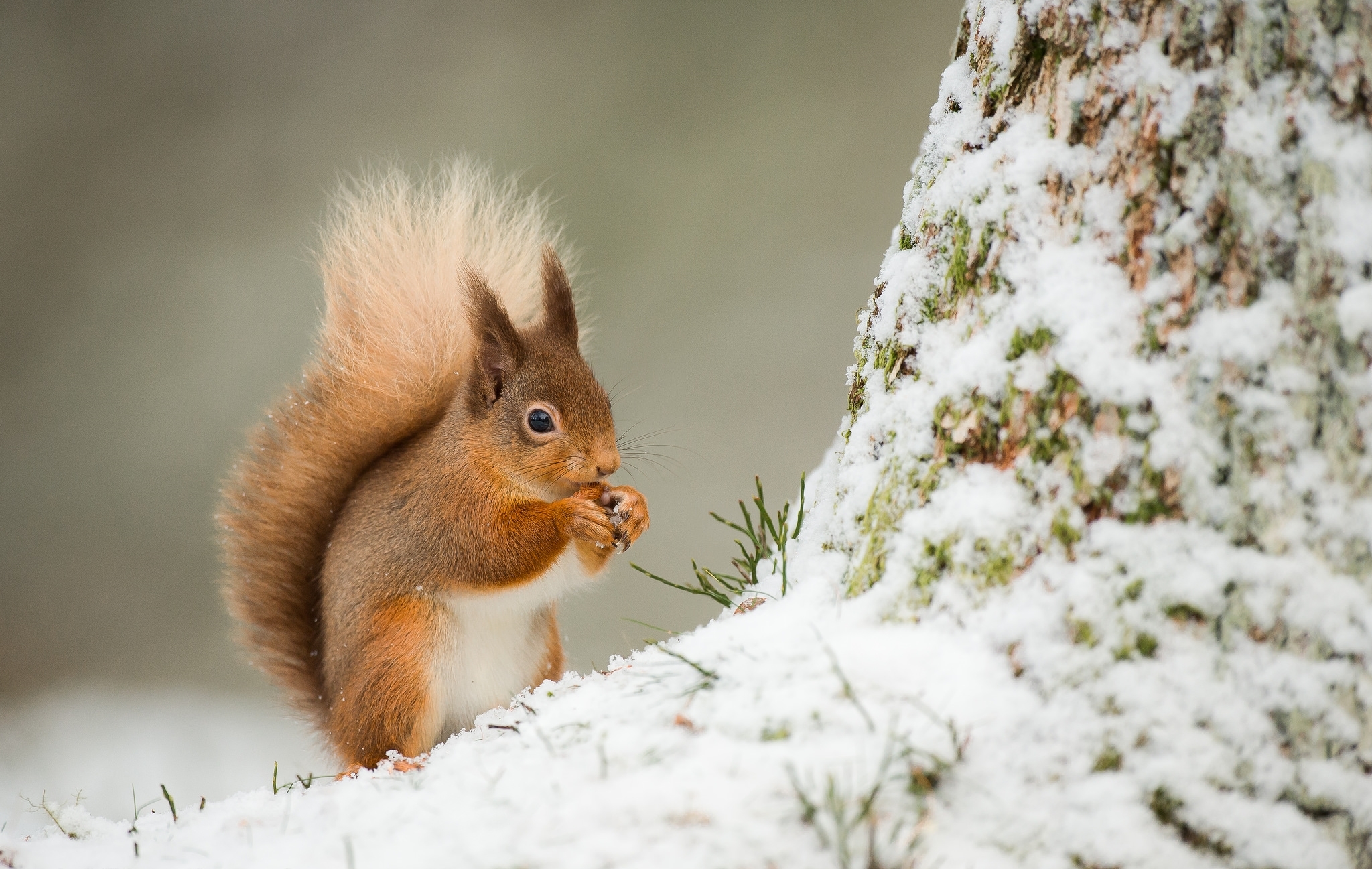 animal, squirrel, eating, rodent, snow, winter