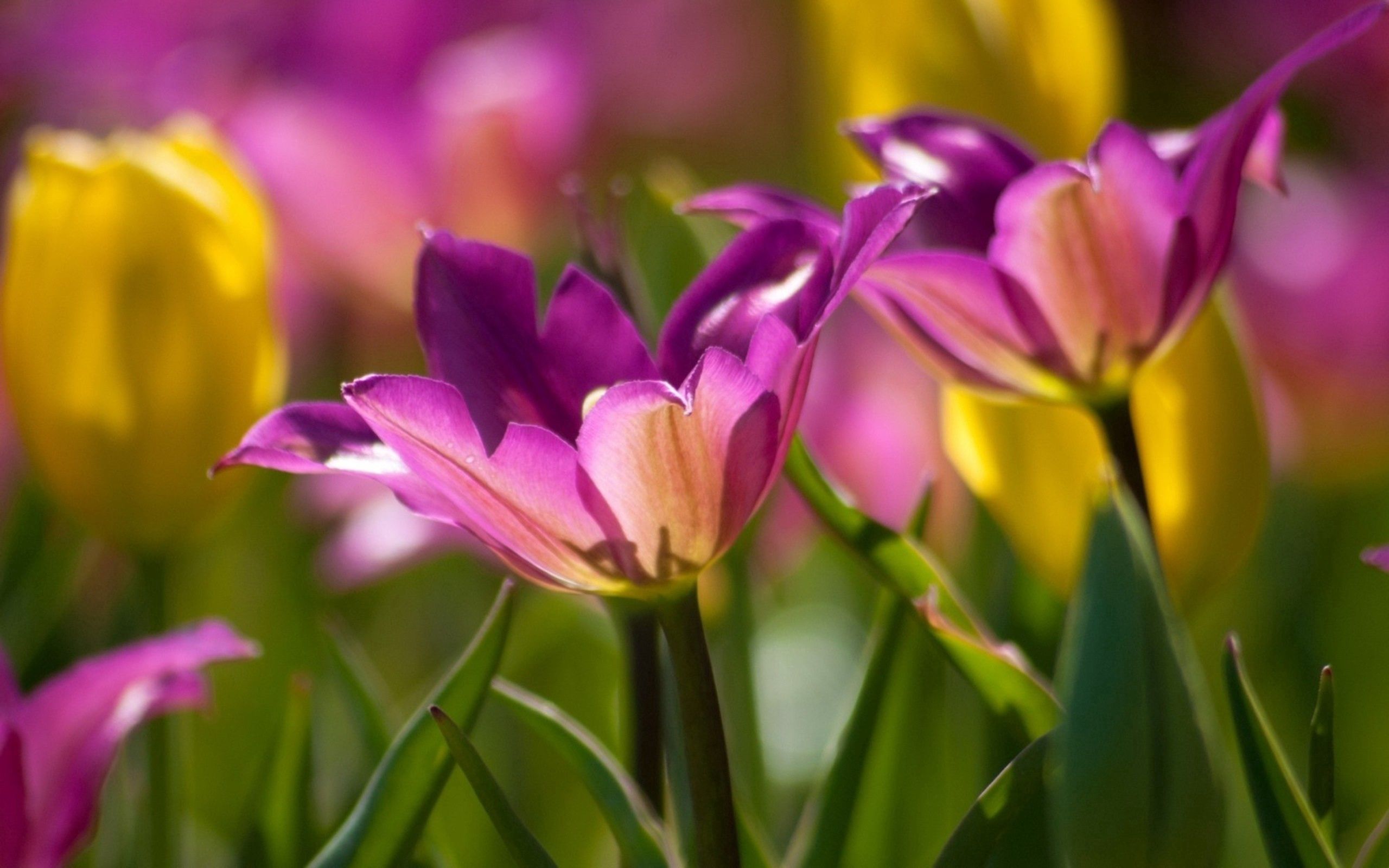 Laden Sie das Blumen, Makro, Knospen, Pflanze, Blütenblätter-Bild kostenlos auf Ihren PC-Desktop herunter
