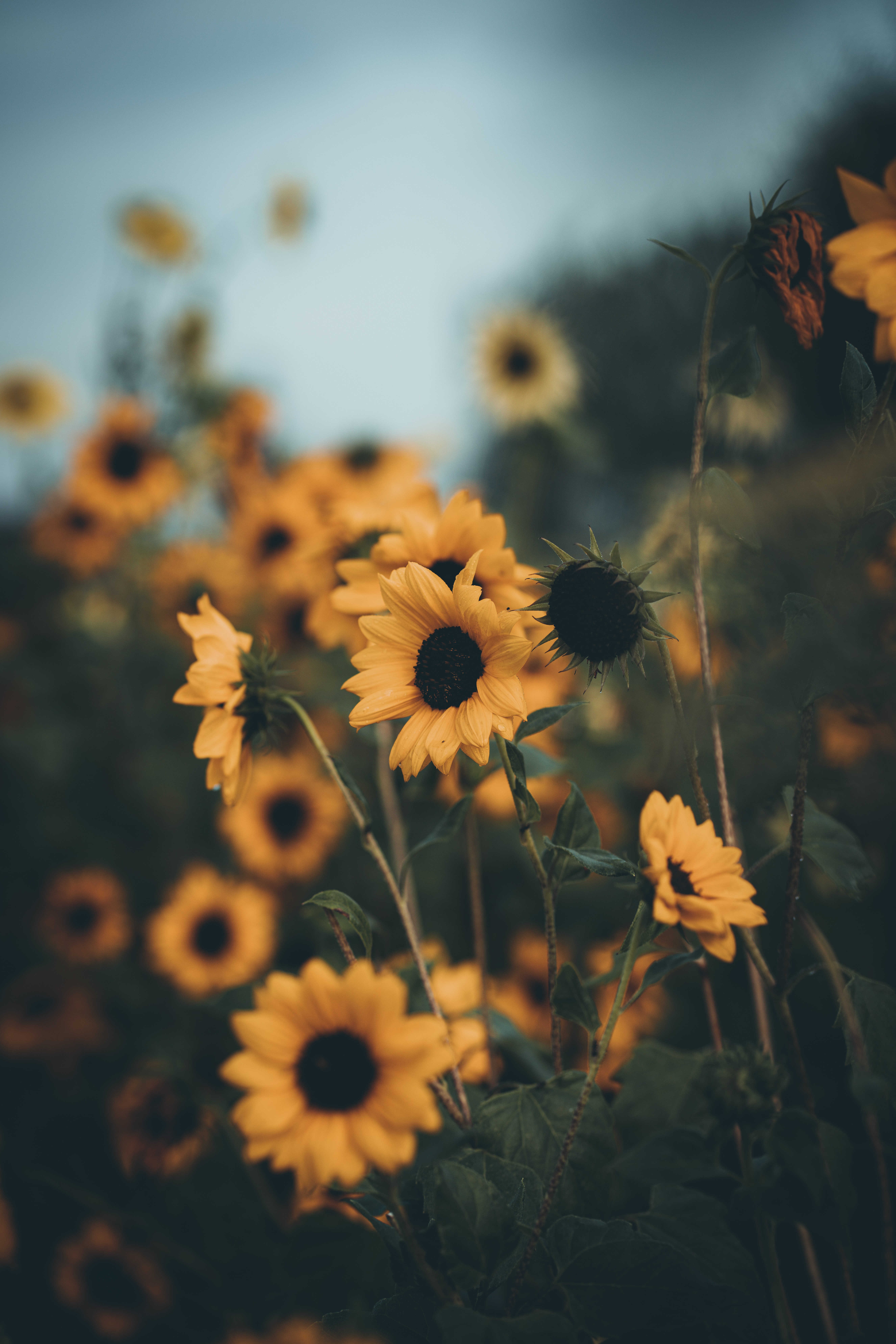 sunflowers, flowers, yellow, petals, field