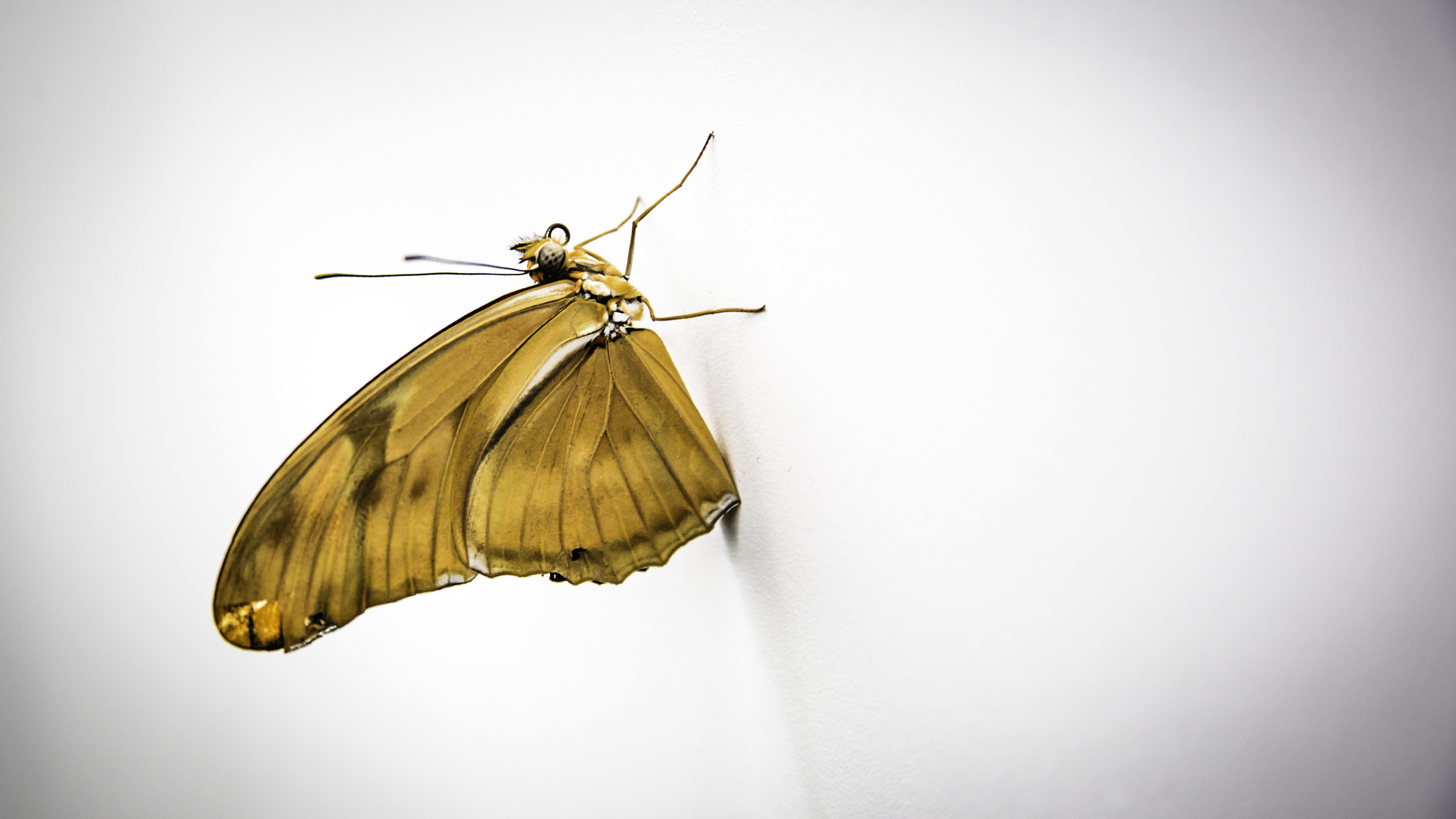 Взмах крыльев мотылька 2000. Крыло бабочки макро. Обои насекомые. Красивые Крылья насекомых. Букашки с крыльями золотистого цвета.