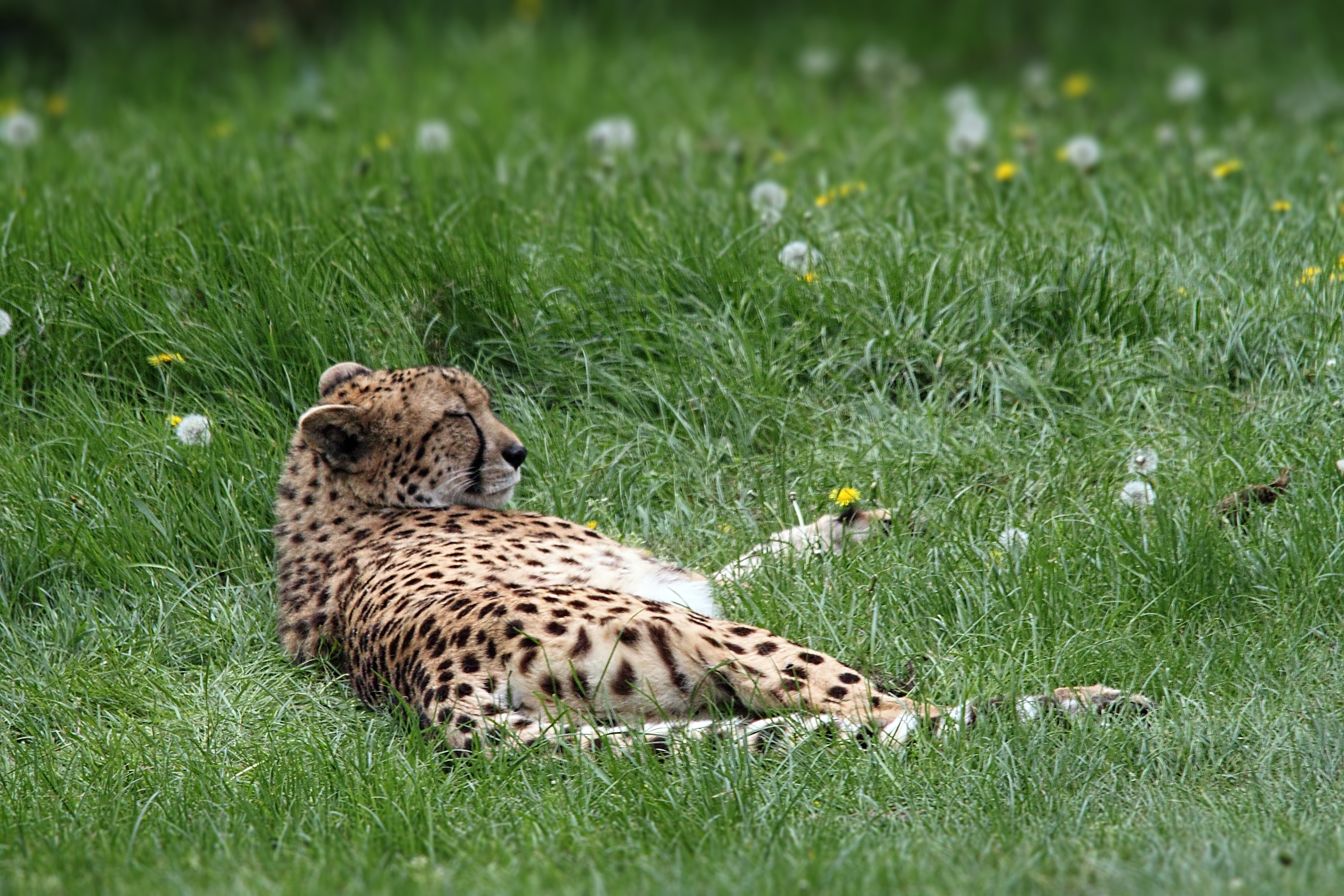 Cheetah In Meadow Background Images, HD Pictures and Wallpaper For Free  Download
