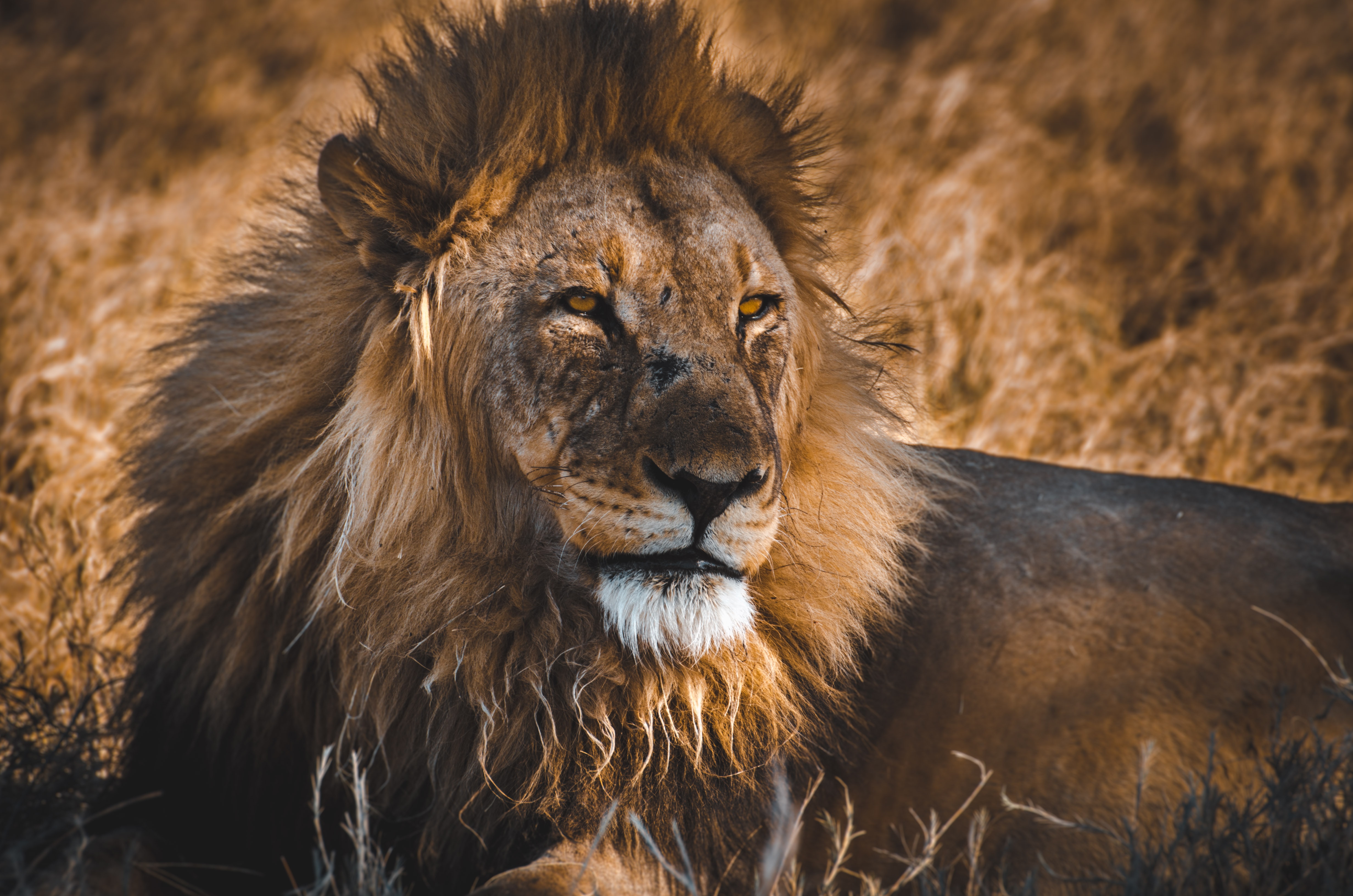 108706 descargar imagen animales, un leon, león, depredador, gato grande, fauna silvestre, vida silvestre, rey de las bestias: fondos de pantalla y protectores de pantalla gratis