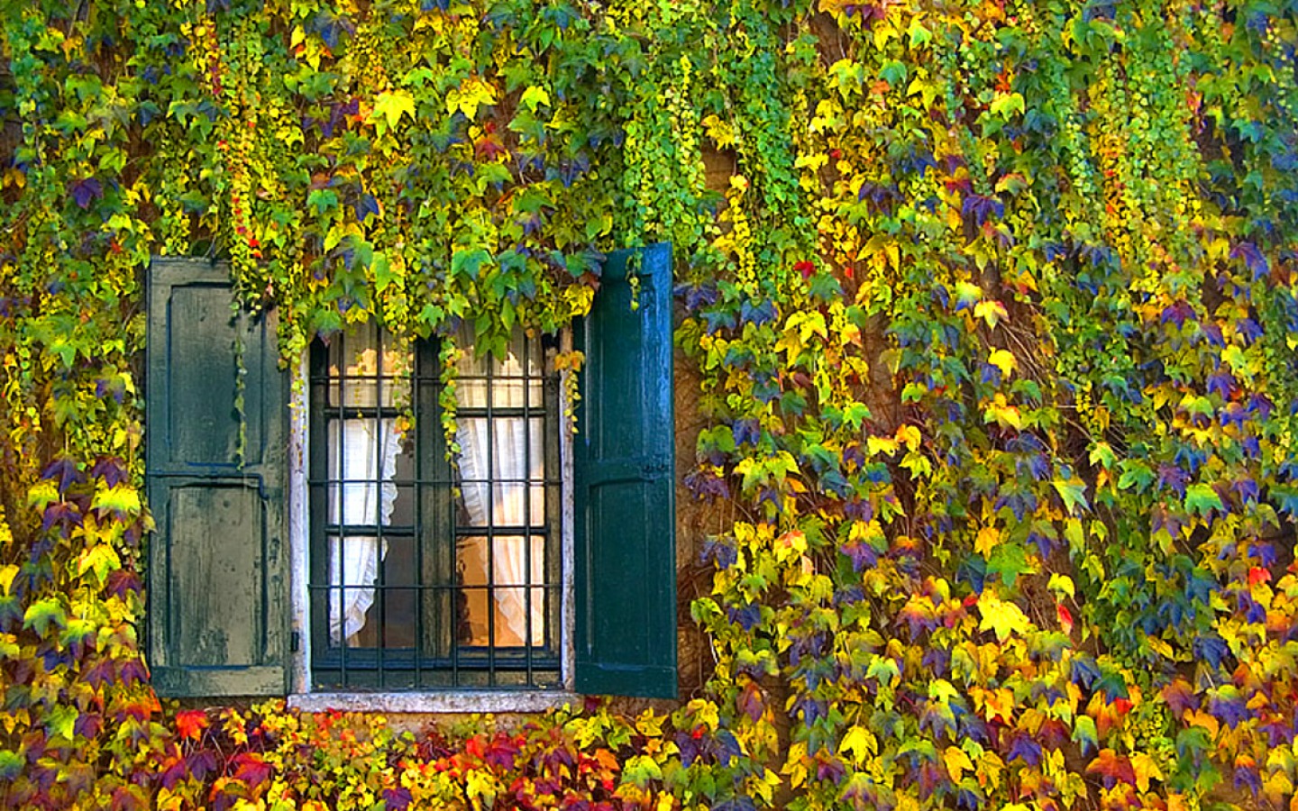 Download mobile wallpaper Vine, Leaf, Fall, Window, Ivy, Man Made for free.