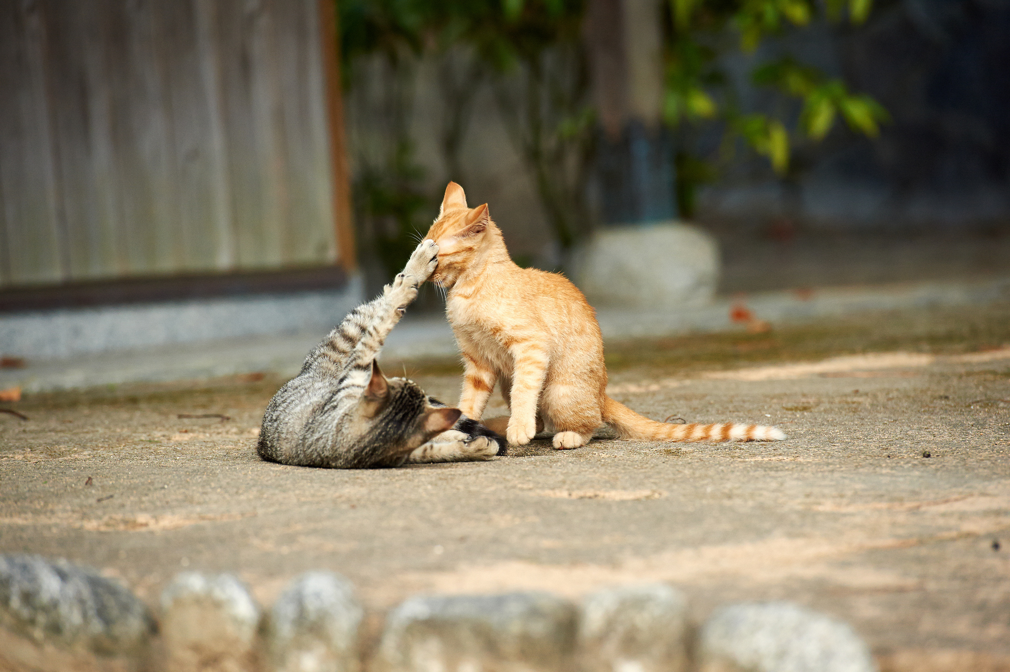 Других котиков. Смешные кошки. Играющий кот. Два кота на улице. Смешные фото кошек.