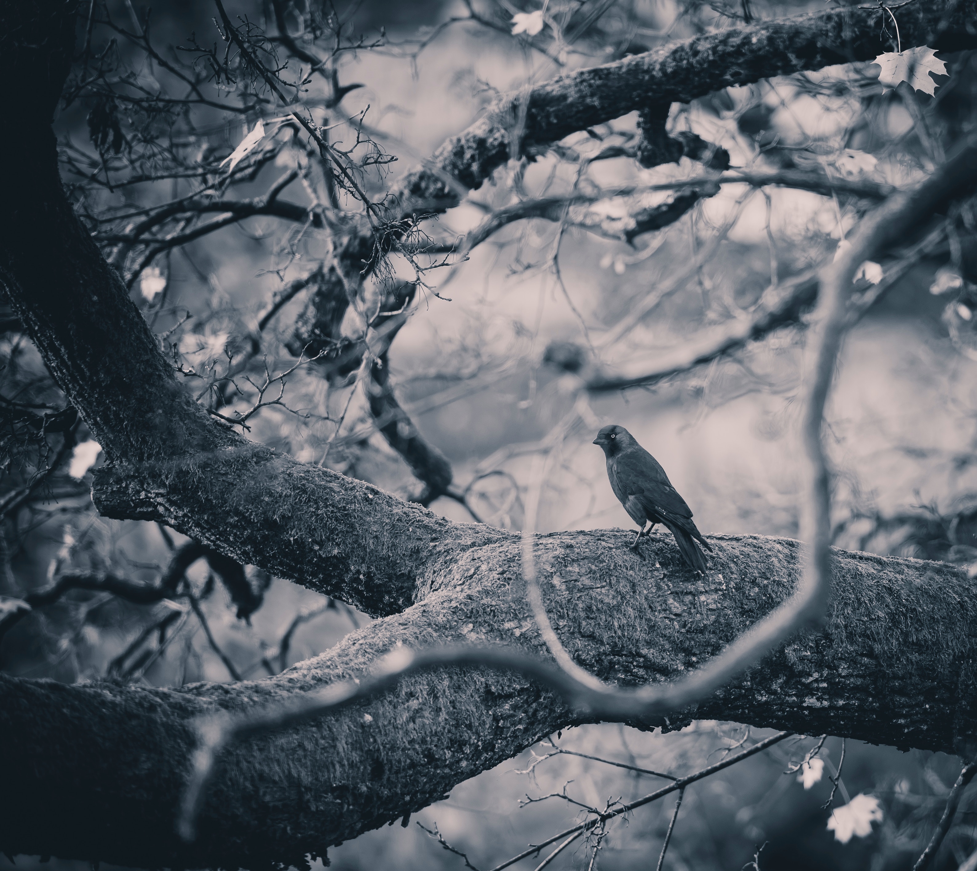 crow, animals, bird, wood, tree, branches, bw, chb Smartphone Background