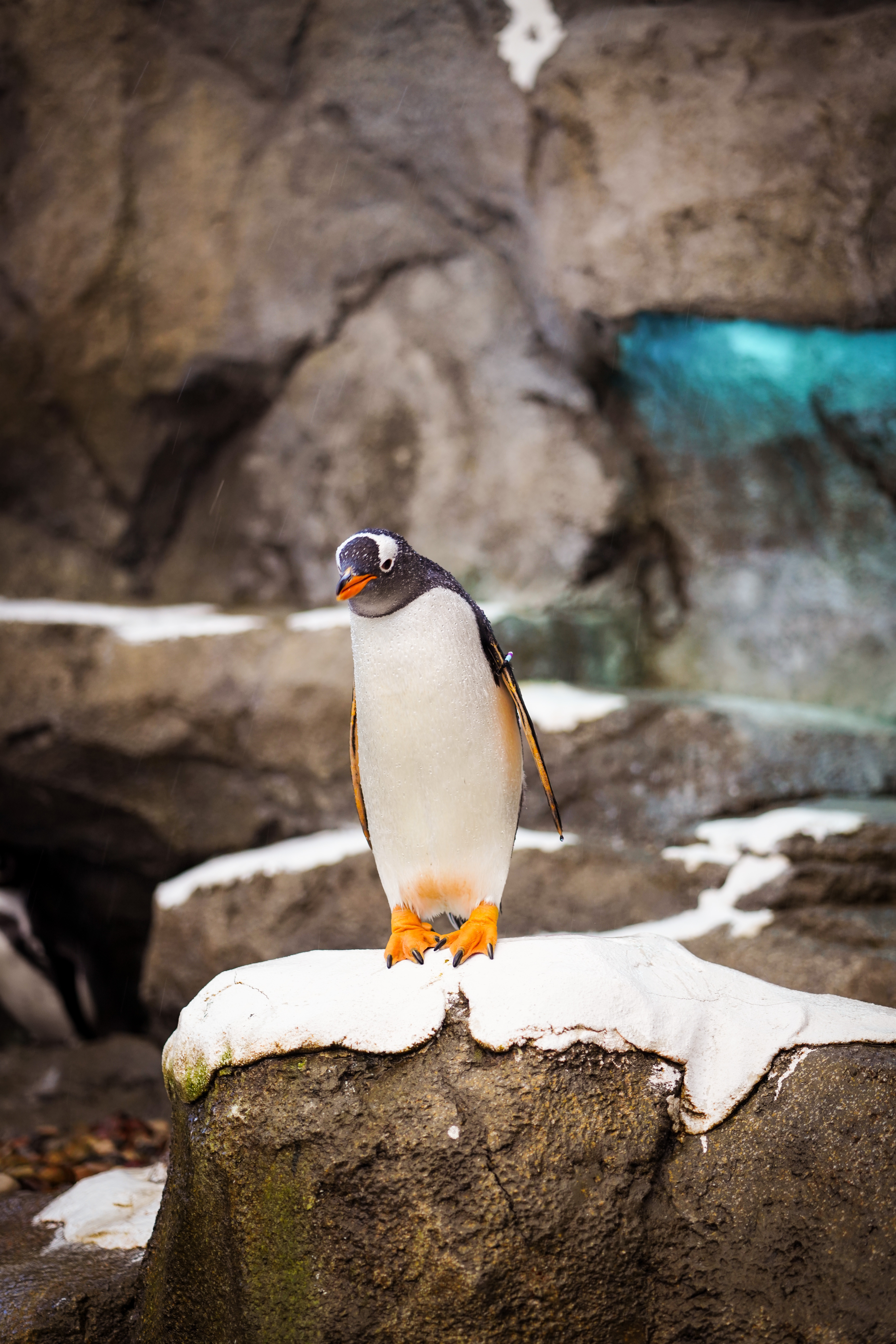 Скачать картинку Пингвин, Камень, Животные, Птица, Дикая Природа в телефон бесплатно.