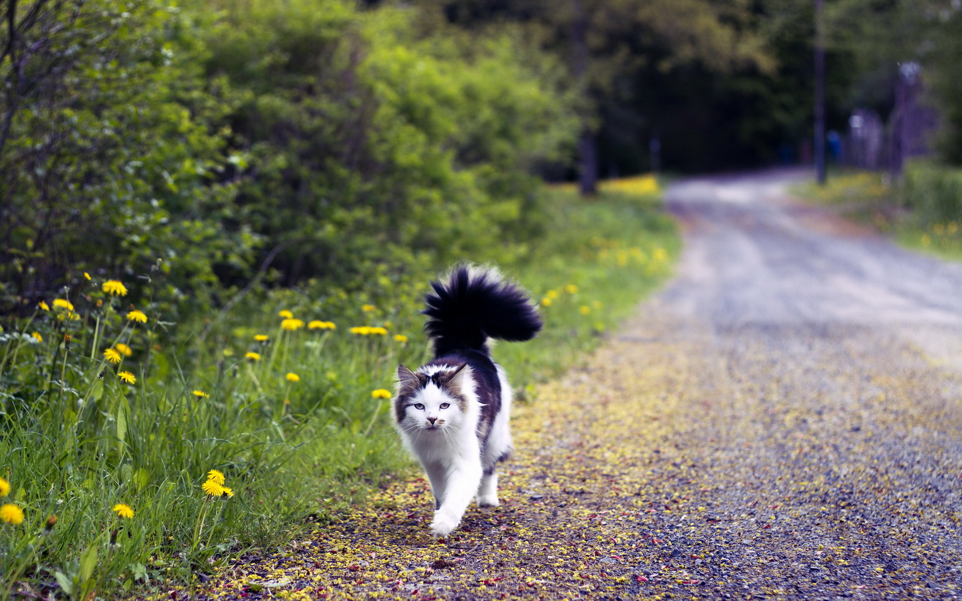 Можно гулять с котом. Кошка идет по дороге. Кошка на тропинке. Котик на дороге. Котик на тропинке.
