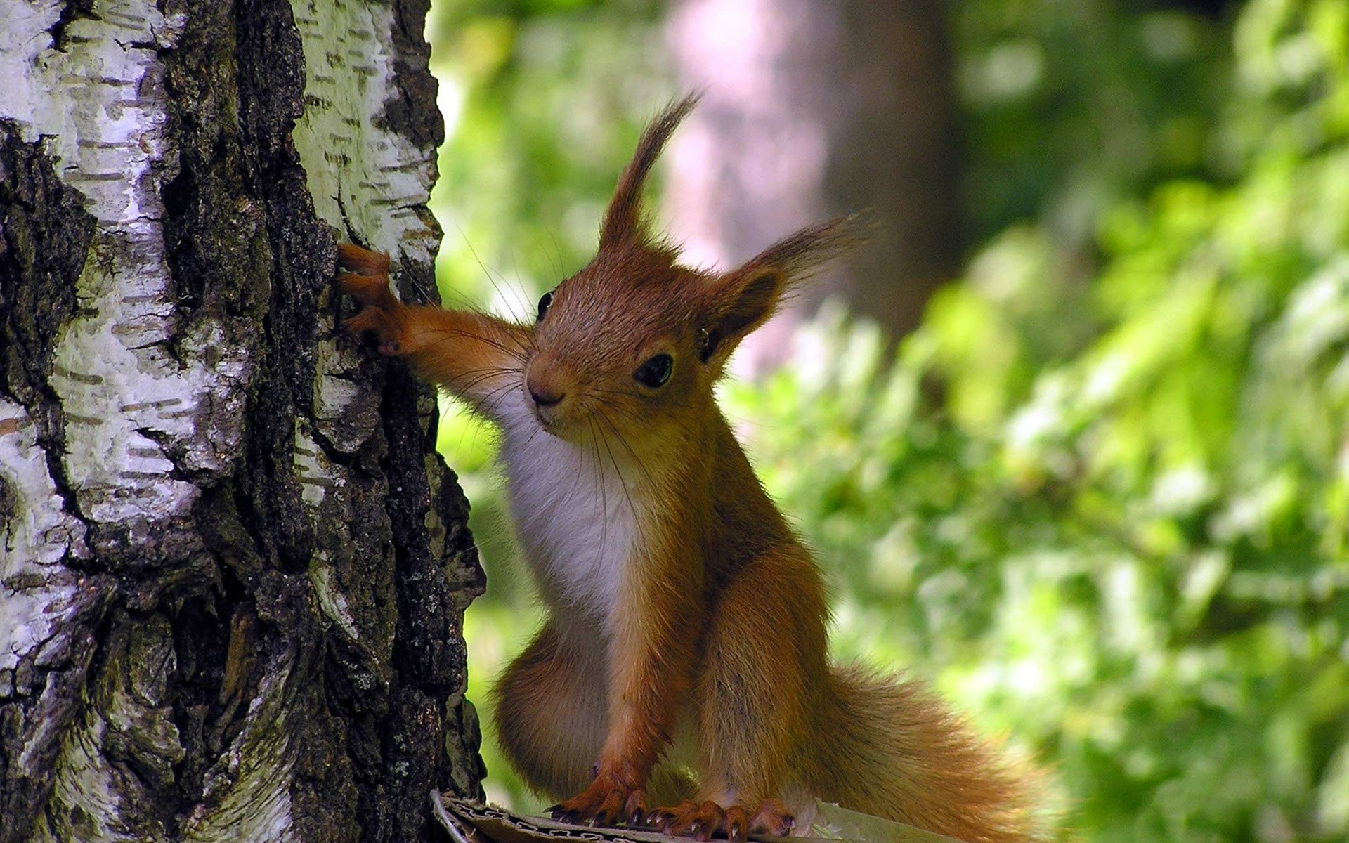 533355 Bild herunterladen eichhörnchen, tiere - Hintergrundbilder und Bildschirmschoner kostenlos
