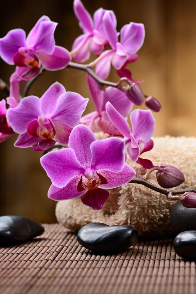 Free HD spa, religious, zen, candle, towel, orchid