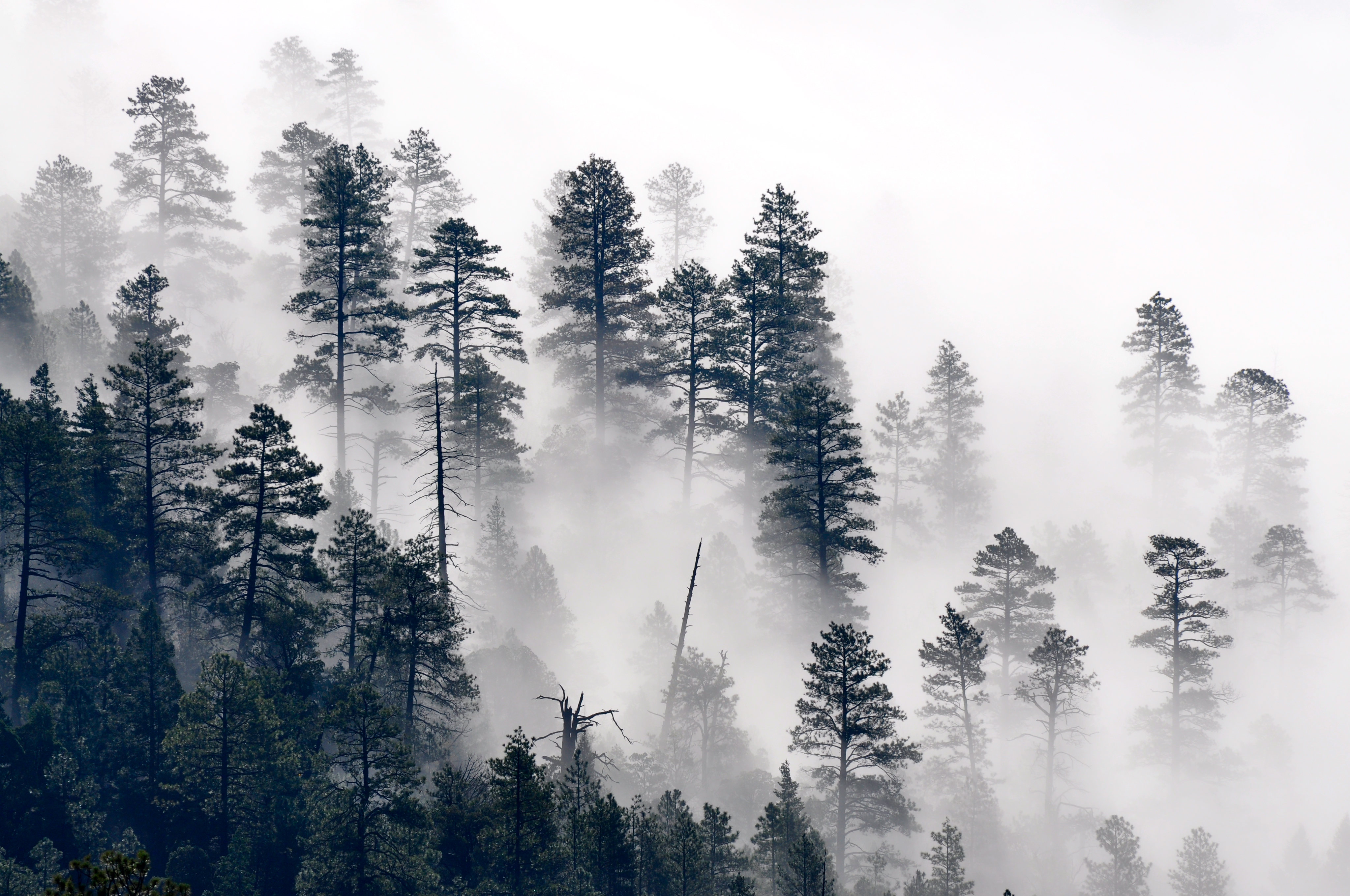 140787 Hintergrundbild herunterladen natur, bäume, kiefer, wald, nebel, pine - Bildschirmschoner und Bilder kostenlos
