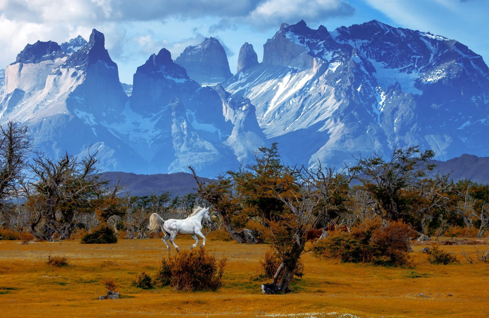 animal, horse, chile, landscape, mountain, patagonia, torres del paine national park