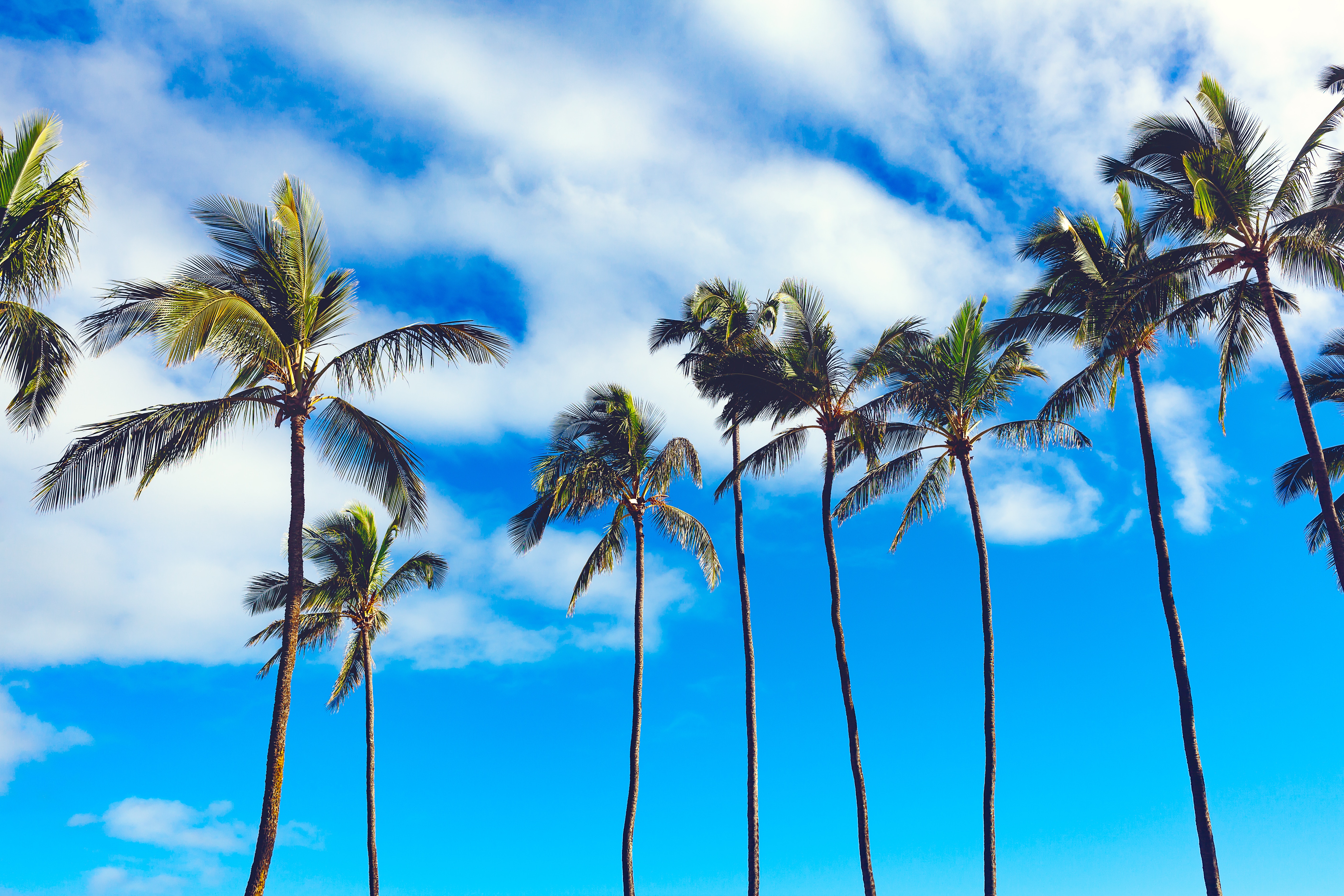 Free download wallpaper Nature, Sky, Summer, Trees, Palms on your PC desktop