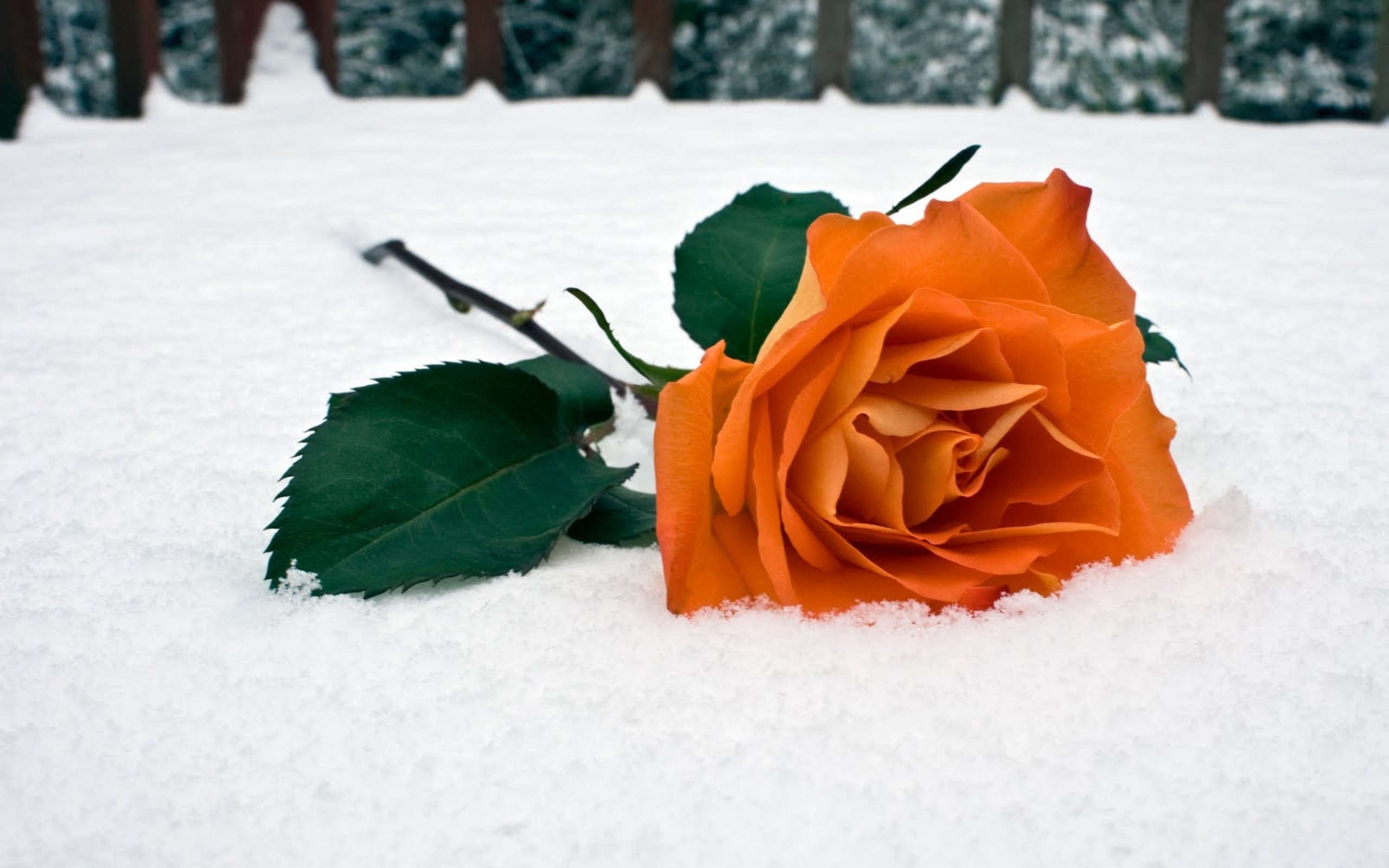 Скачати мобільні шпалери Сніг, Квіти, Рослини, Рози безкоштовно.