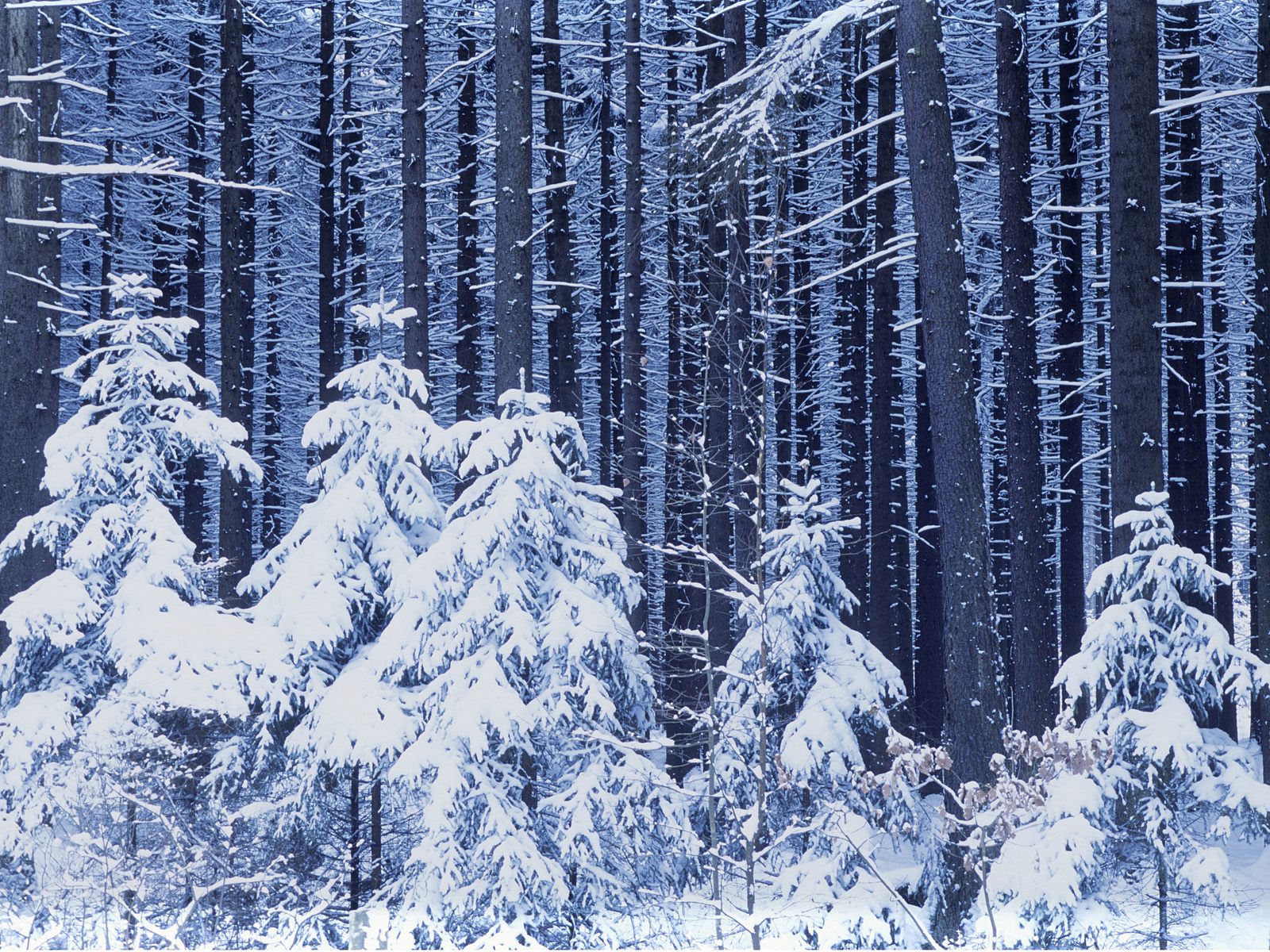 Зимний новогодний лес