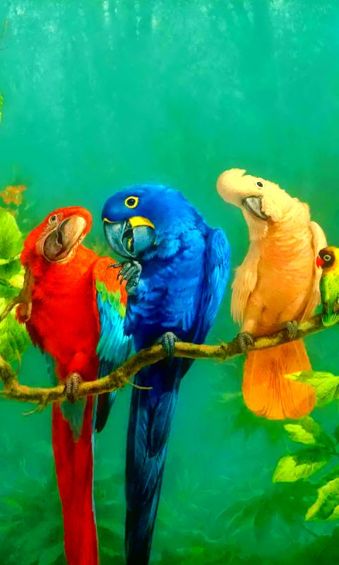 cockatoo, animal, parrot, bird, colorful, macaw, birds cellphone
