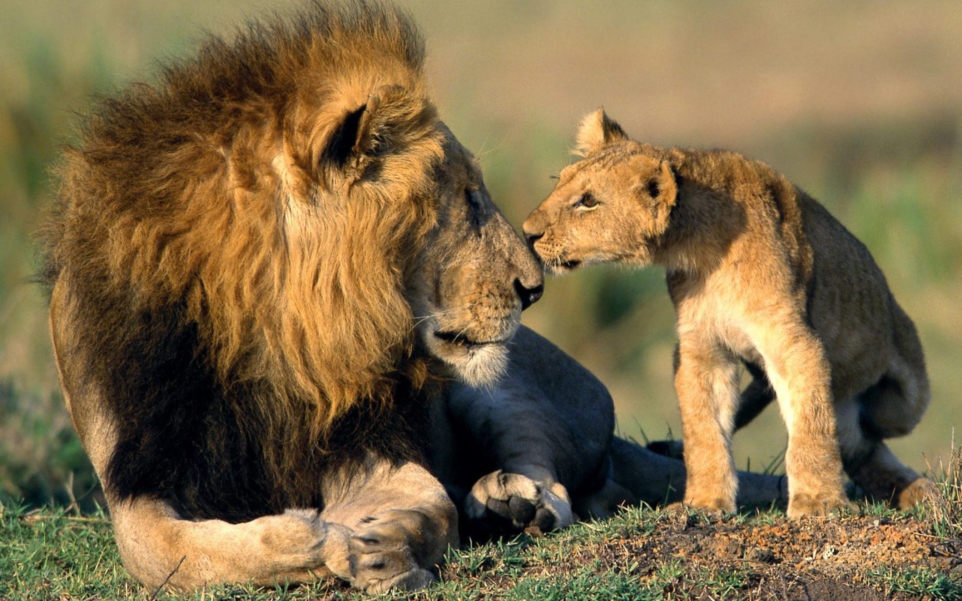 animals, lions