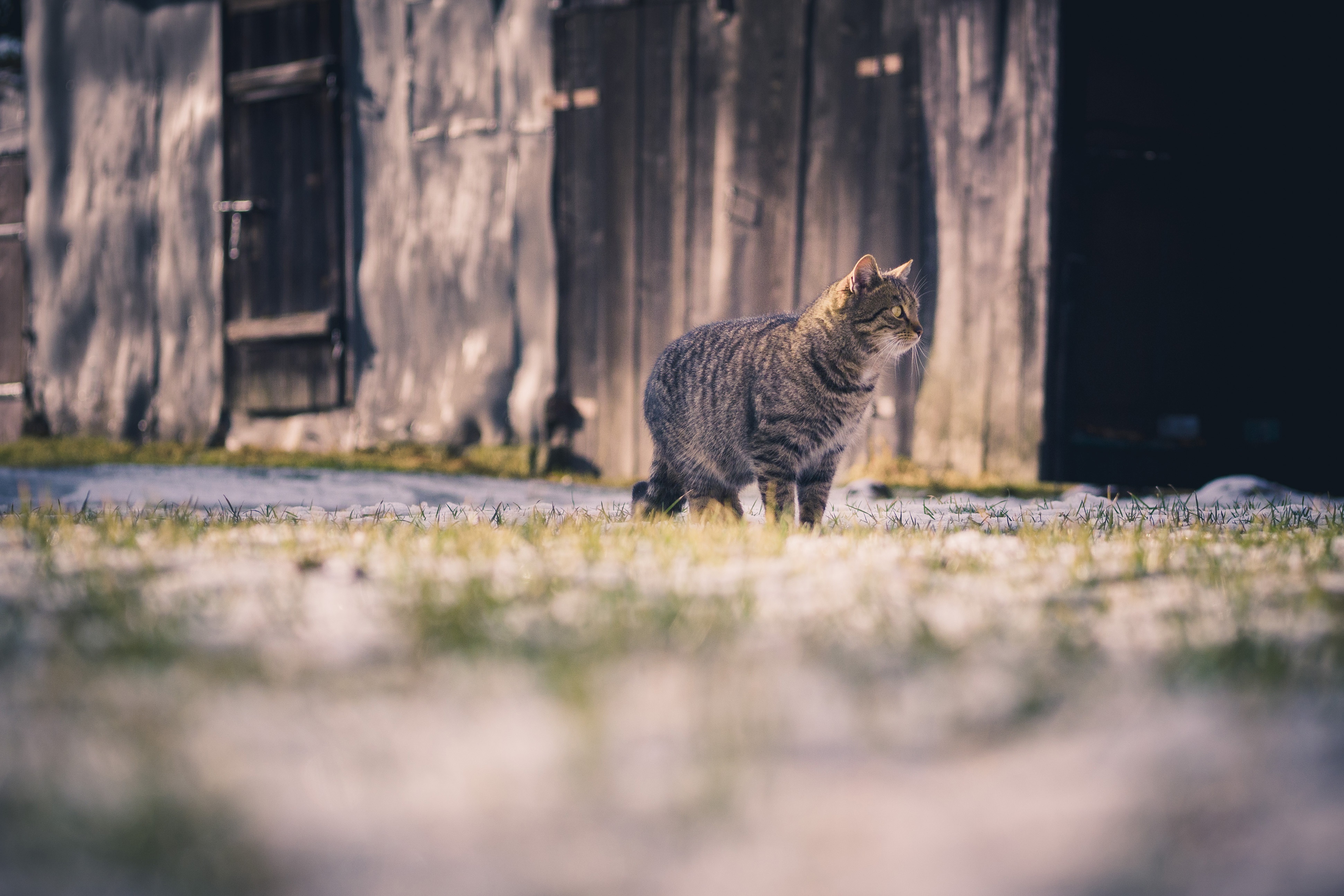 Download mobile wallpaper Striped, Animals, Stroll, Cat for free.