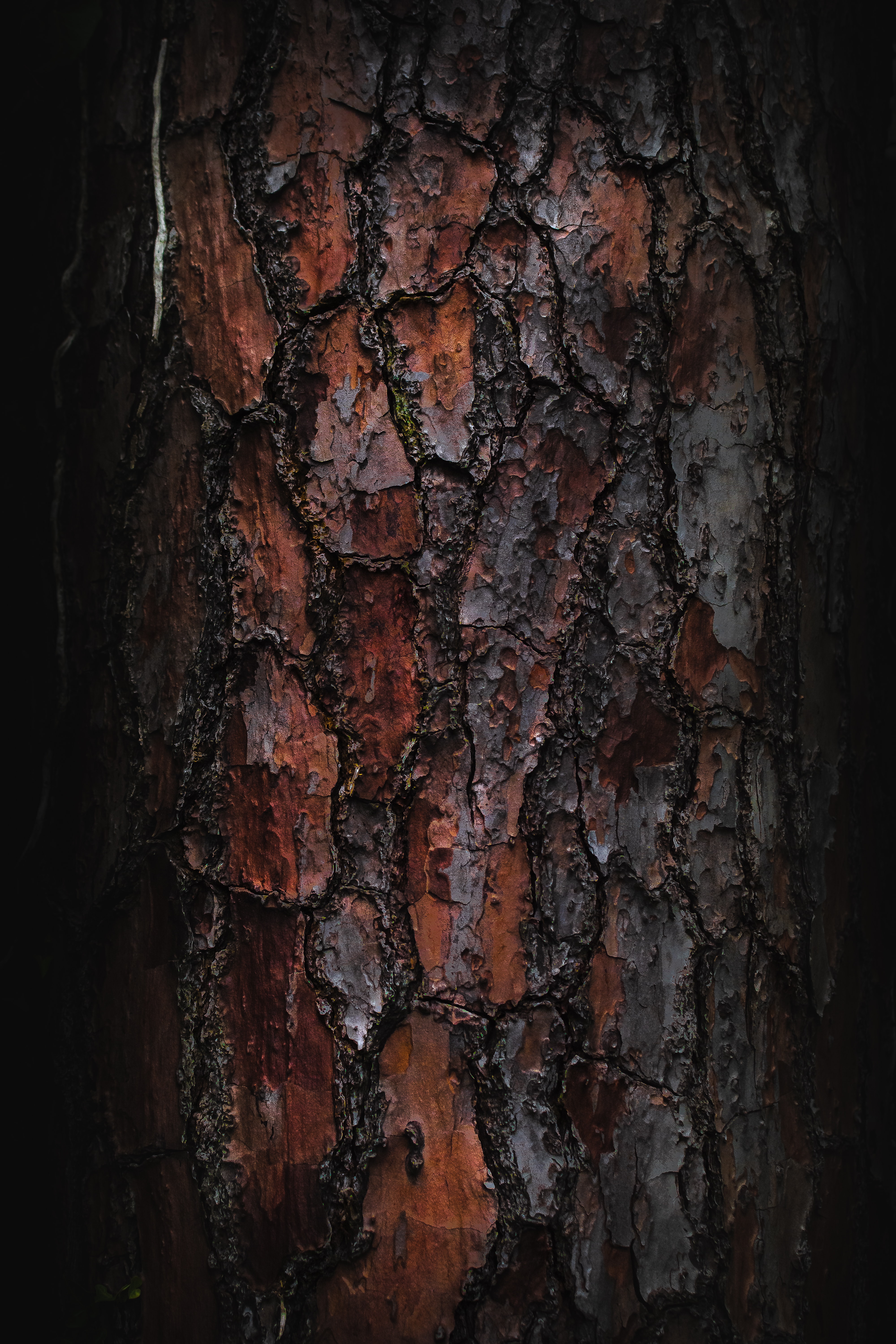 textures, wooden, macro, wood, tree, texture, bark lock screen backgrounds