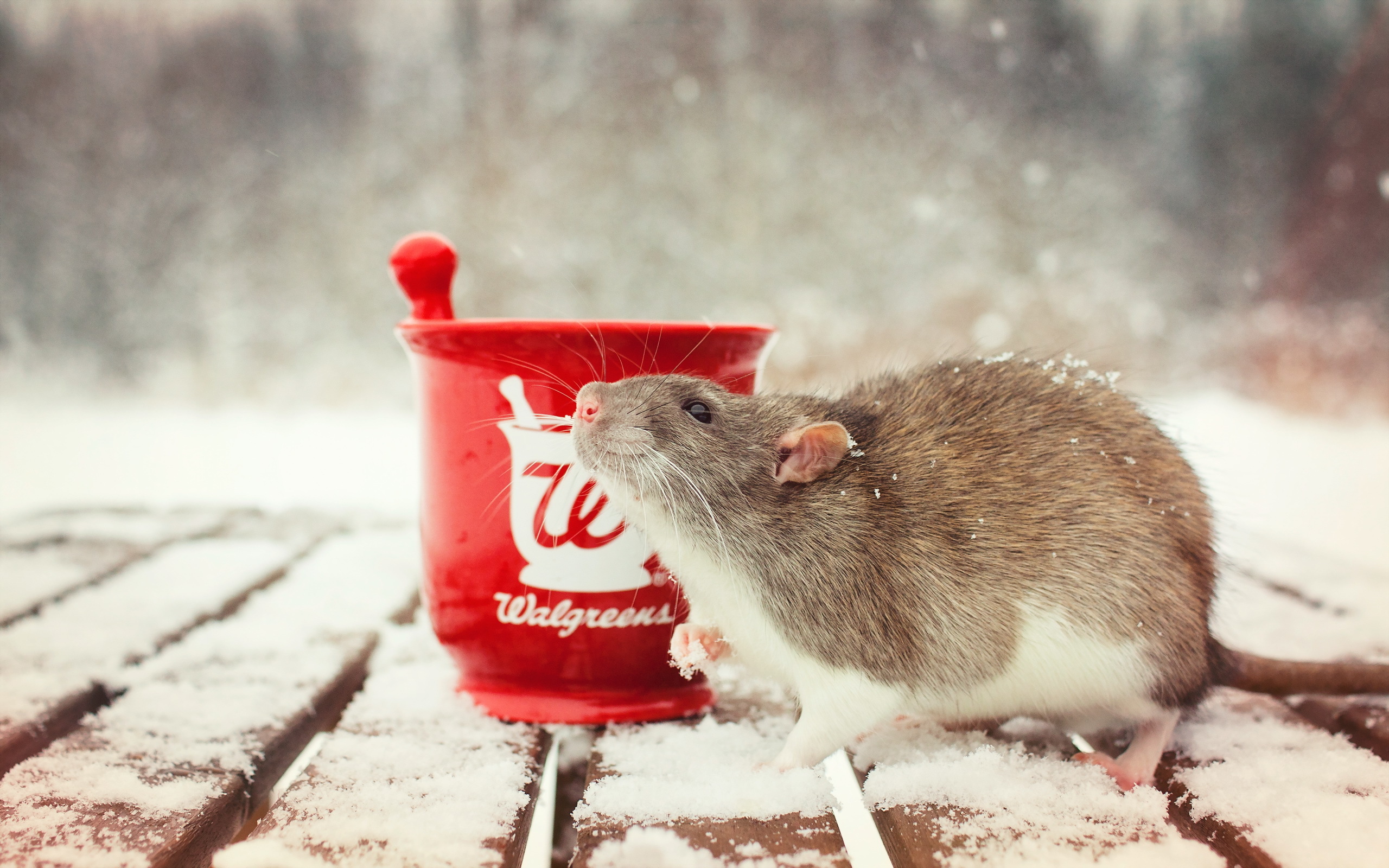 Зимняя мышка