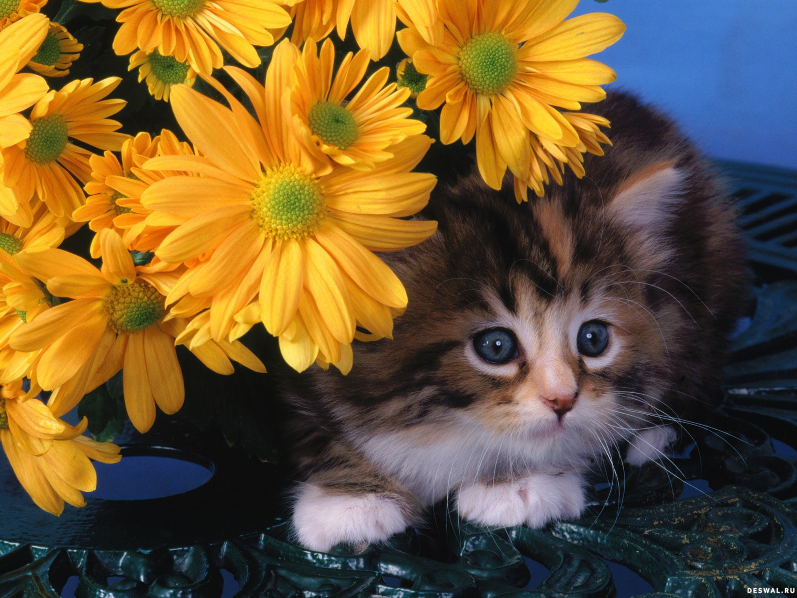 Download mobile wallpaper Flowers, Animals, Cats for free.