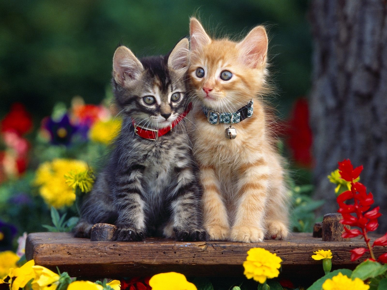 2229 скачать обои кошки (коты котики), животные - заставки и картинки бесплатно
