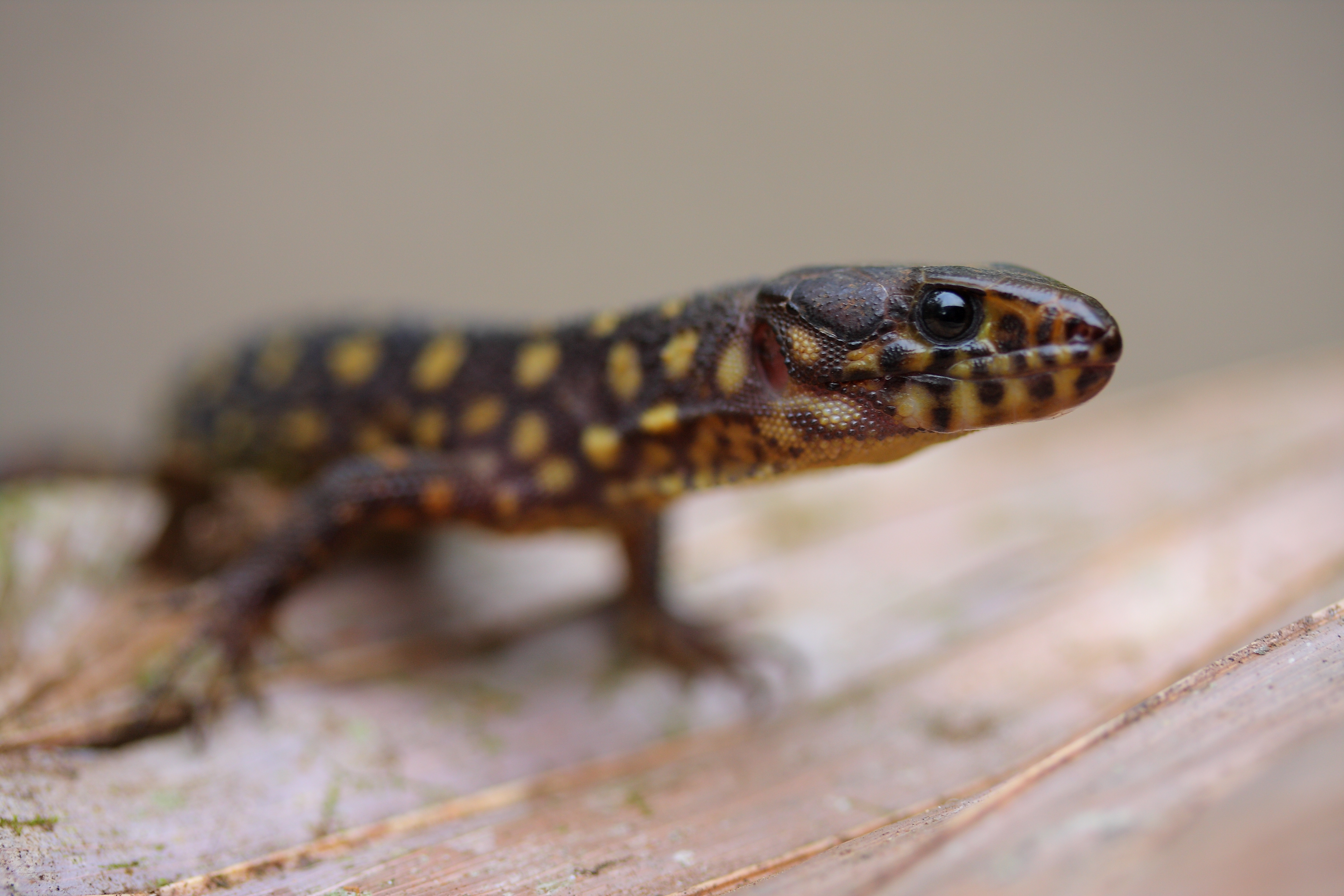 Черно желтая ящерица. Lepidophyma flavimaculatum. Желтопятнистая ящерица. Варан Желтопятнистый. Ночные ящерицы.