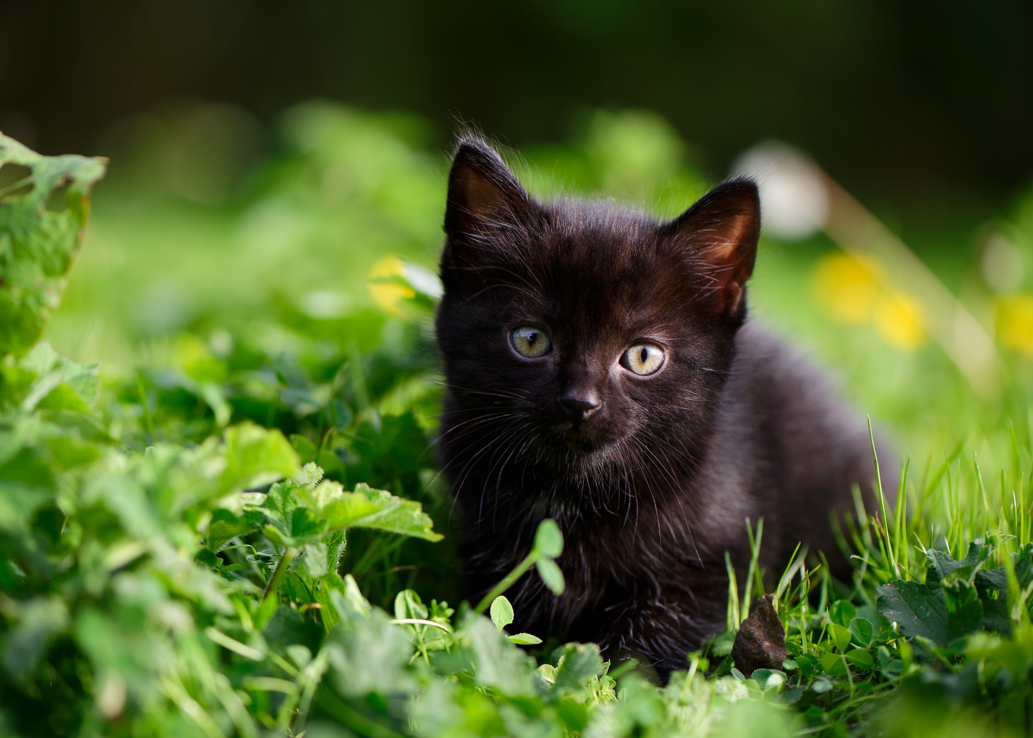 Кошки маленькие черные