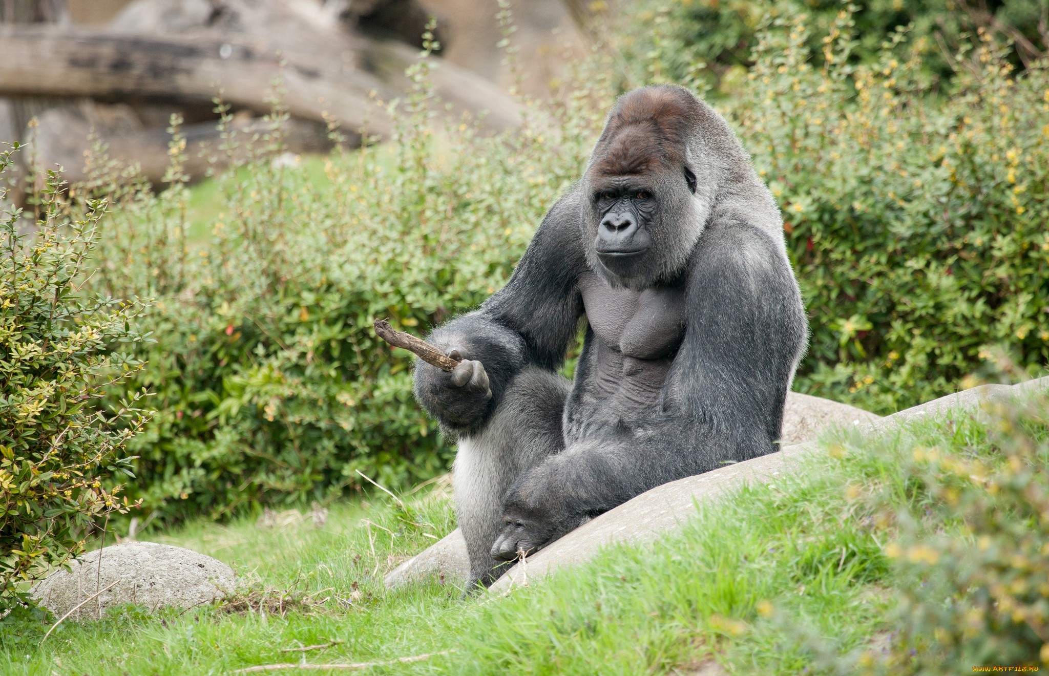 304266 Bild herunterladen tiere, gorilla, affen - Hintergrundbilder und Bildschirmschoner kostenlos