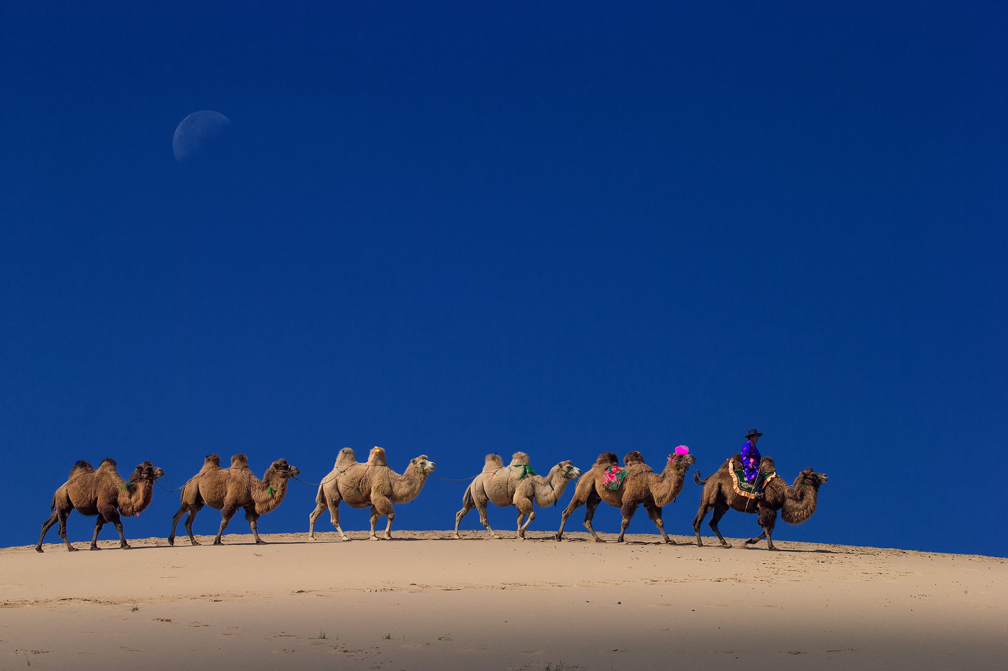 caravan, photography, camel