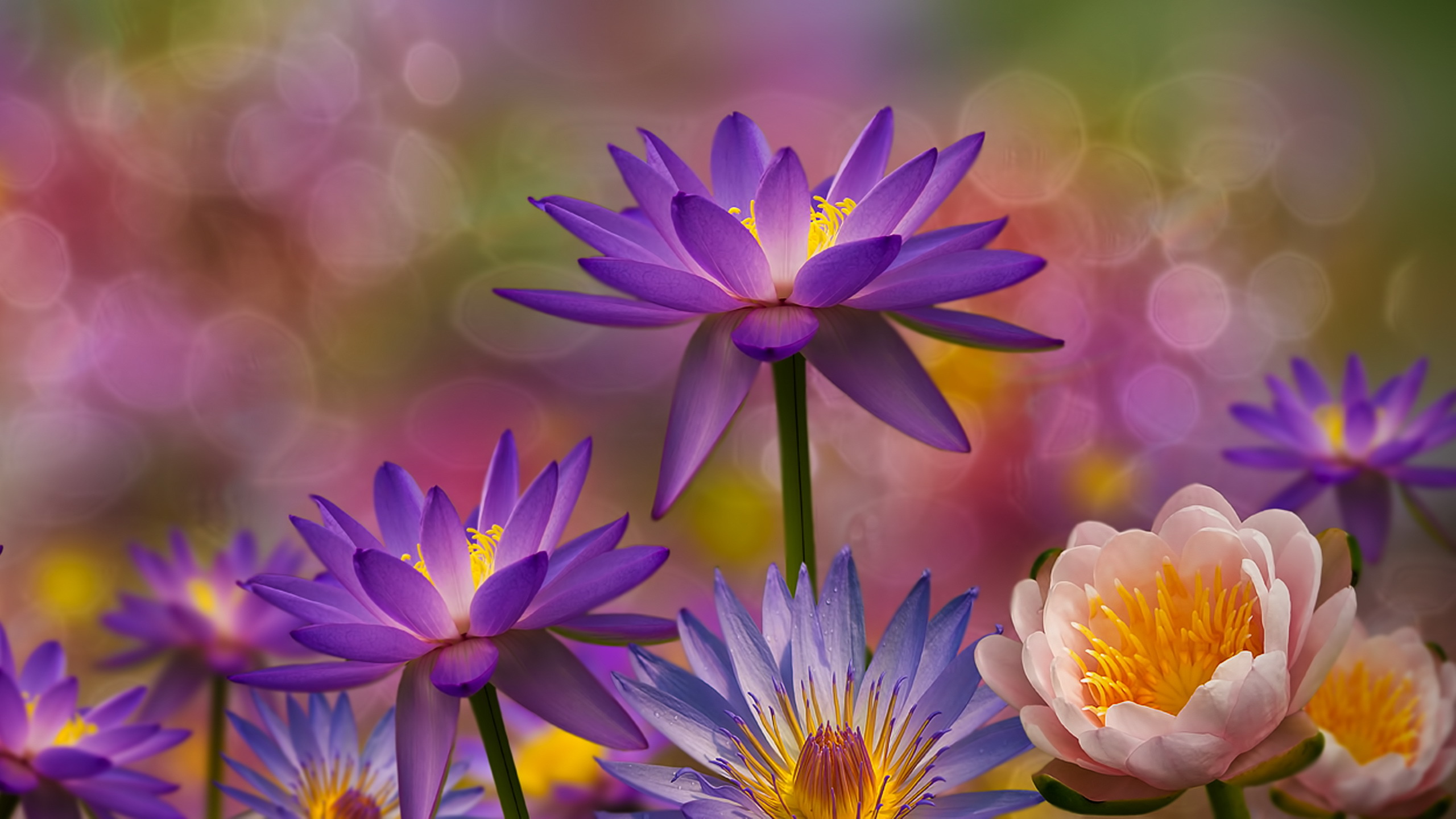 Download mobile wallpaper Flowers, Lotus, Flower, Earth, Bokeh, Water Lily, Purple Flower for free.