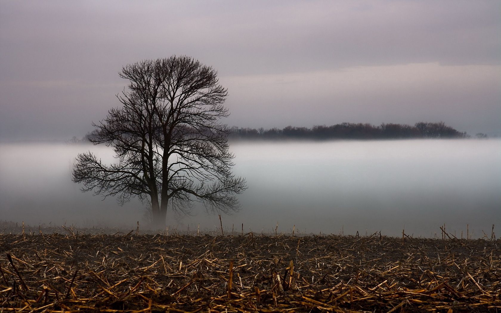 wood, nature, grass, tree, fog, layers, withered, it's a sly, shroud High Definition image