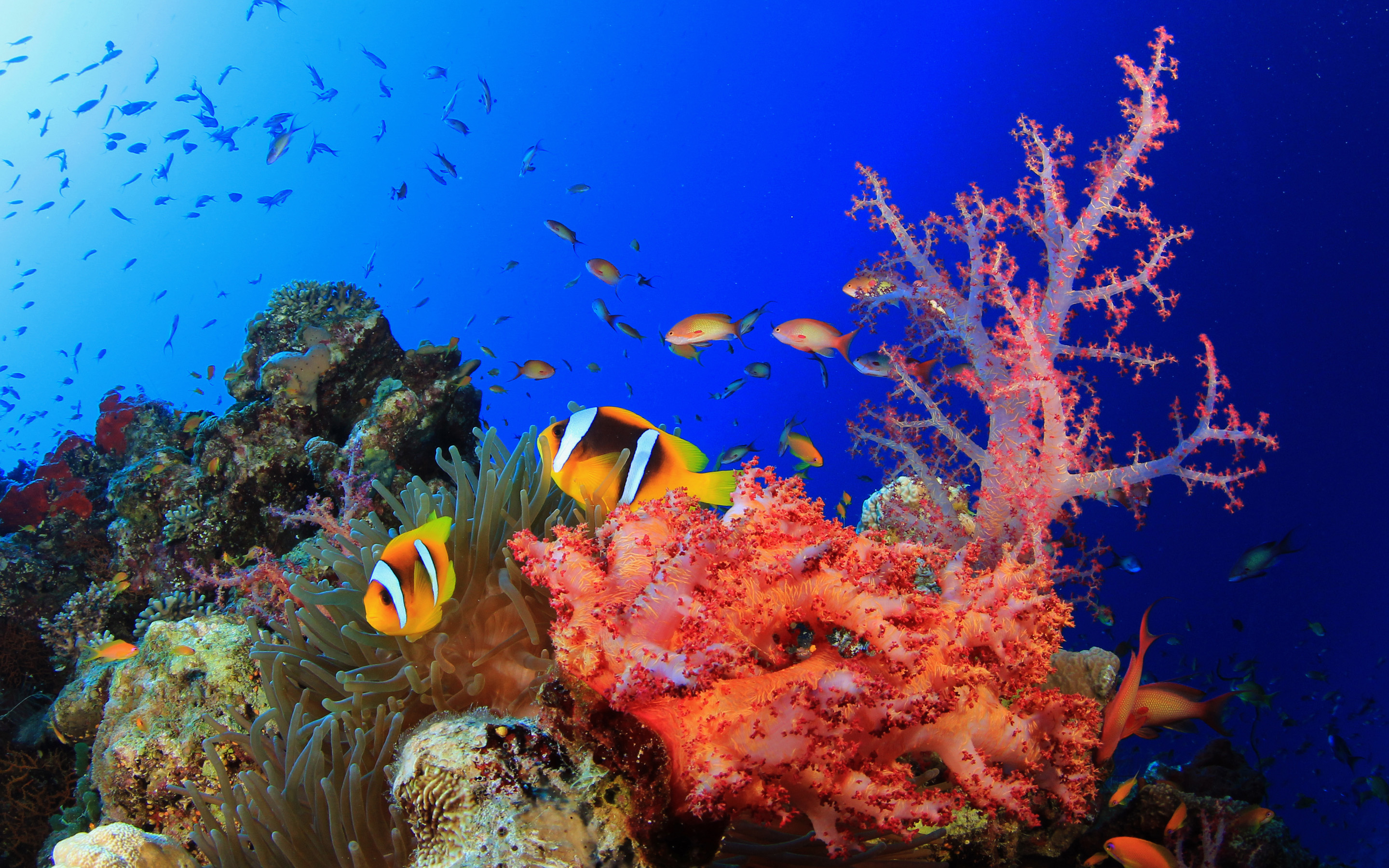 Кораллы рыбы фото