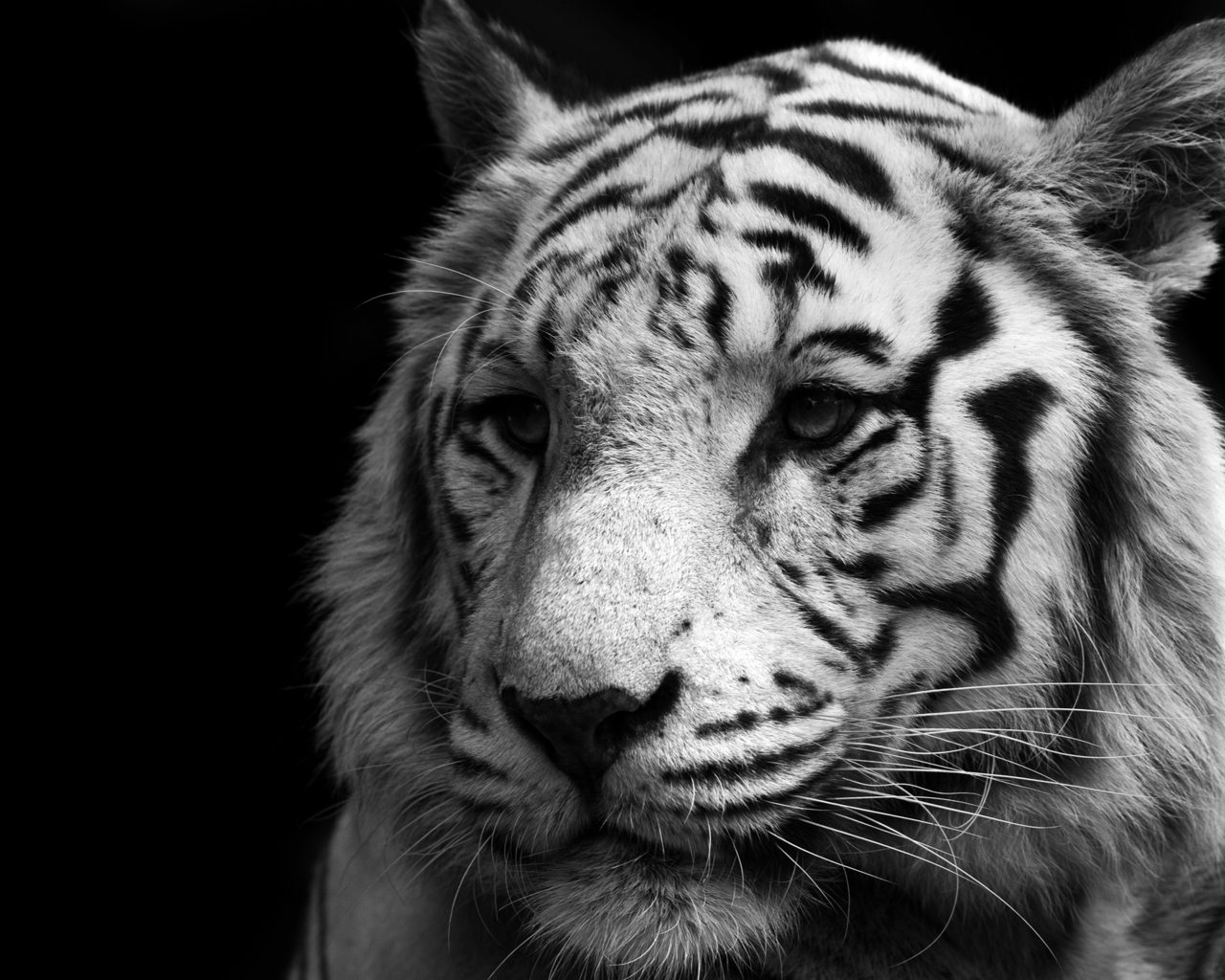 Тигр черно белый