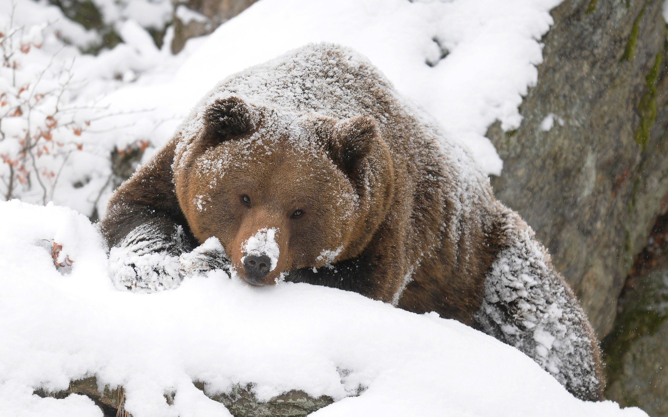 bear, animals, snow, brown, stroll, hunt, hunting, big, large Phone Background