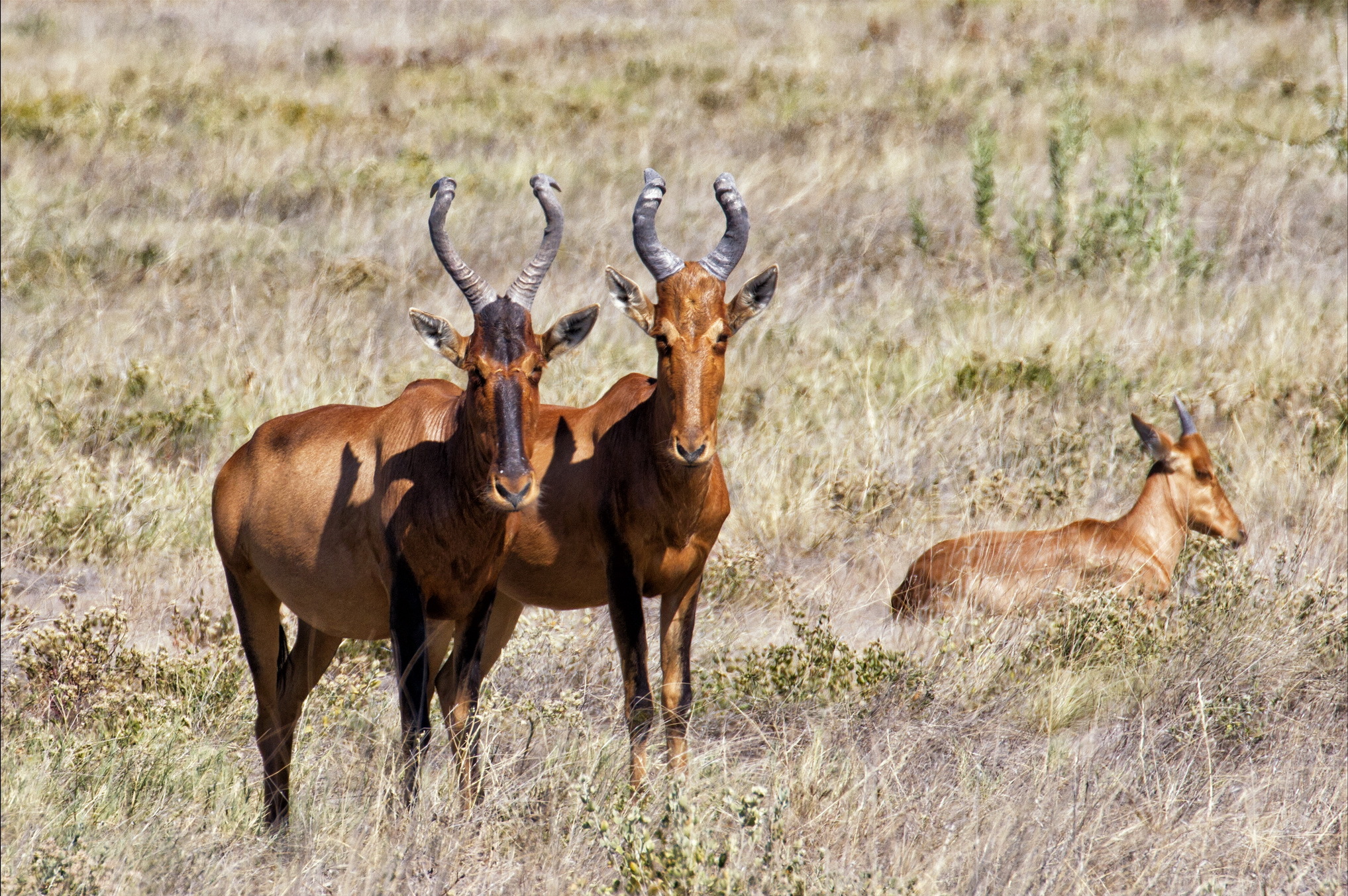 animal, antelope, hartebeest Free Stock Photo