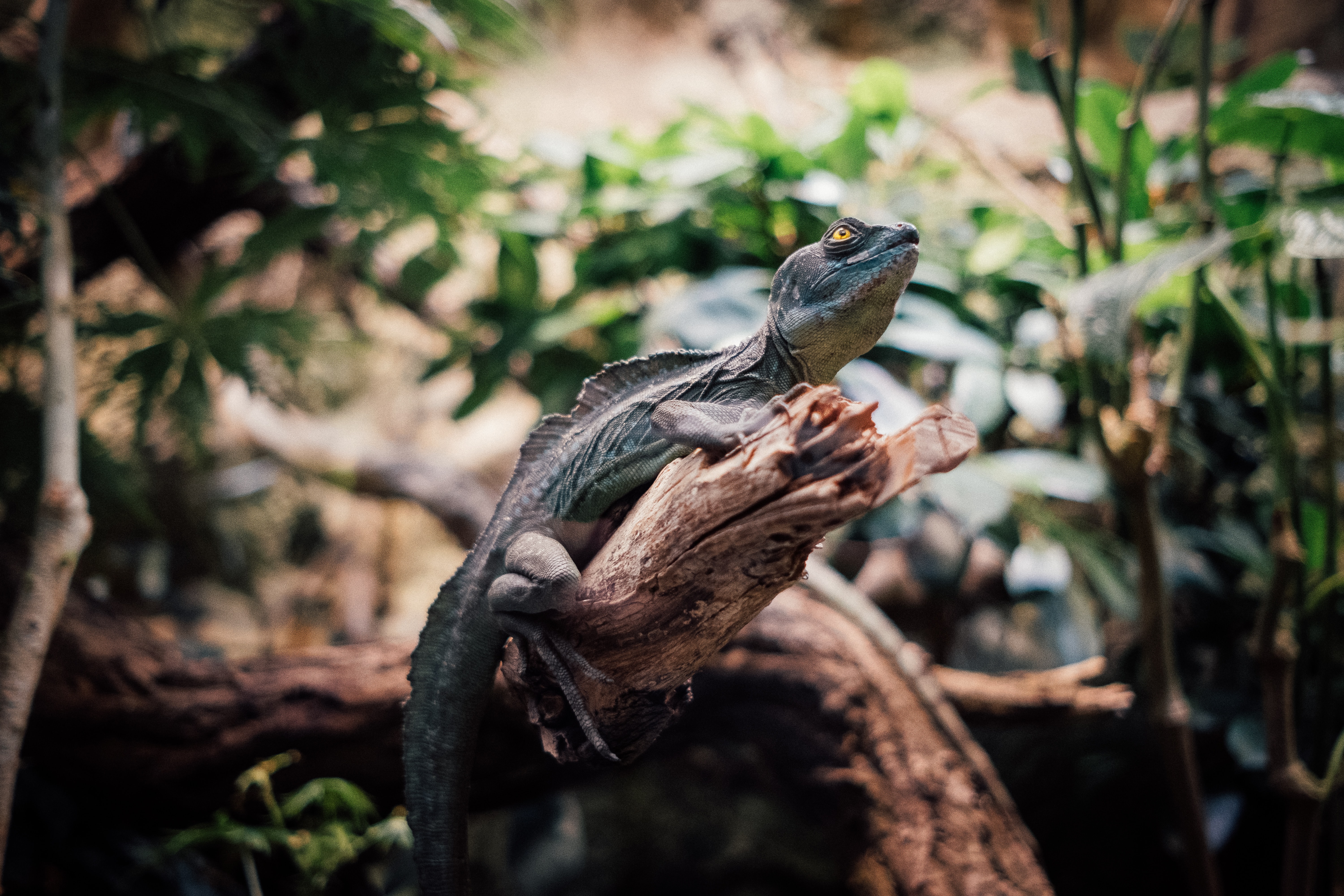 Download mobile wallpaper Branch, Reptile, Animal, Animals, Iguana for free.