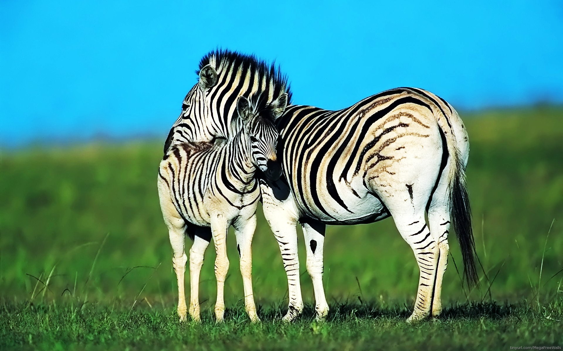zebra, animal, baby animal 4K