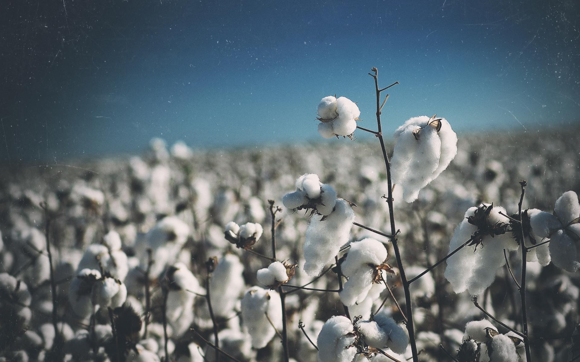 cotton, field, earth