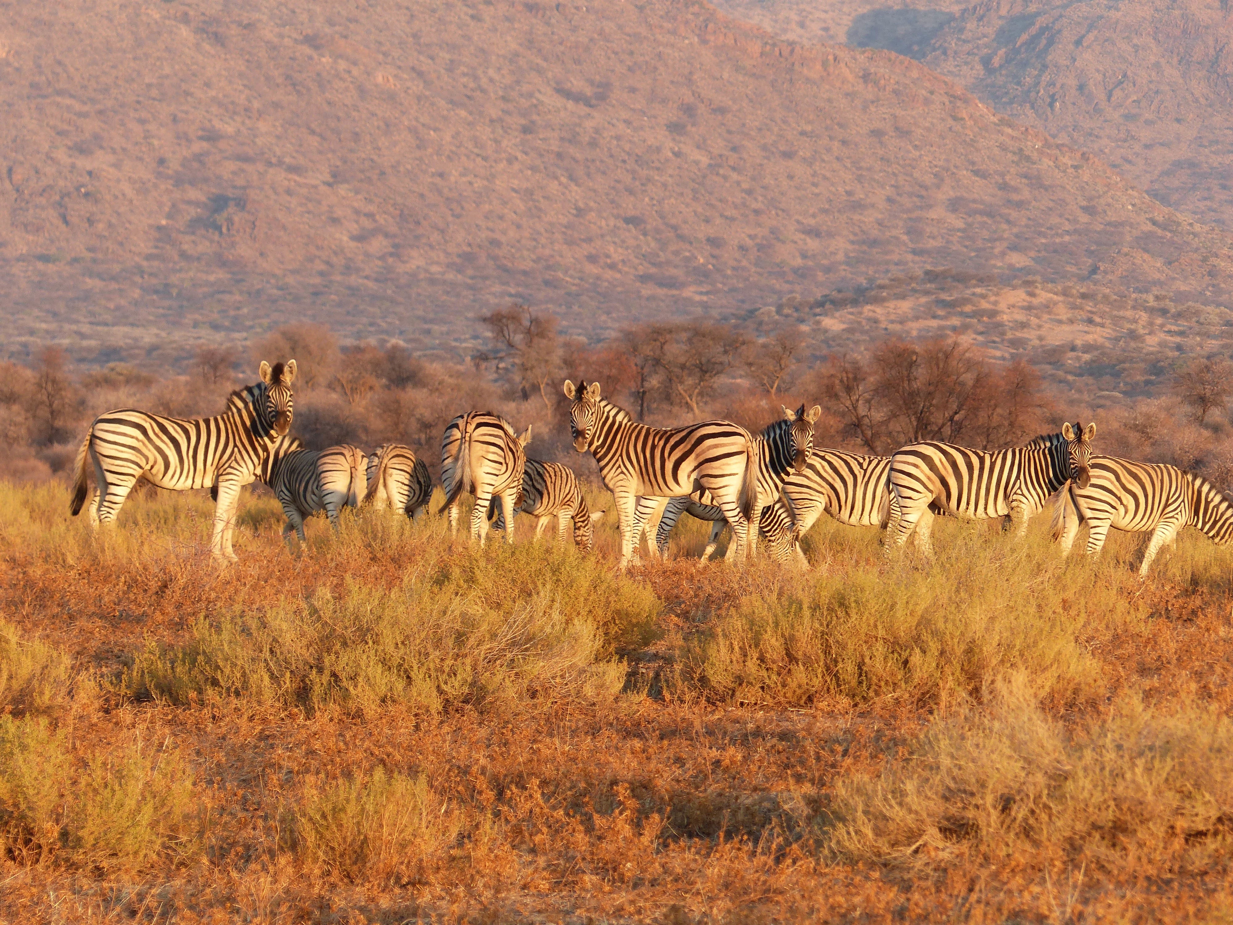 herd, savanna, pasture, animals, zebra