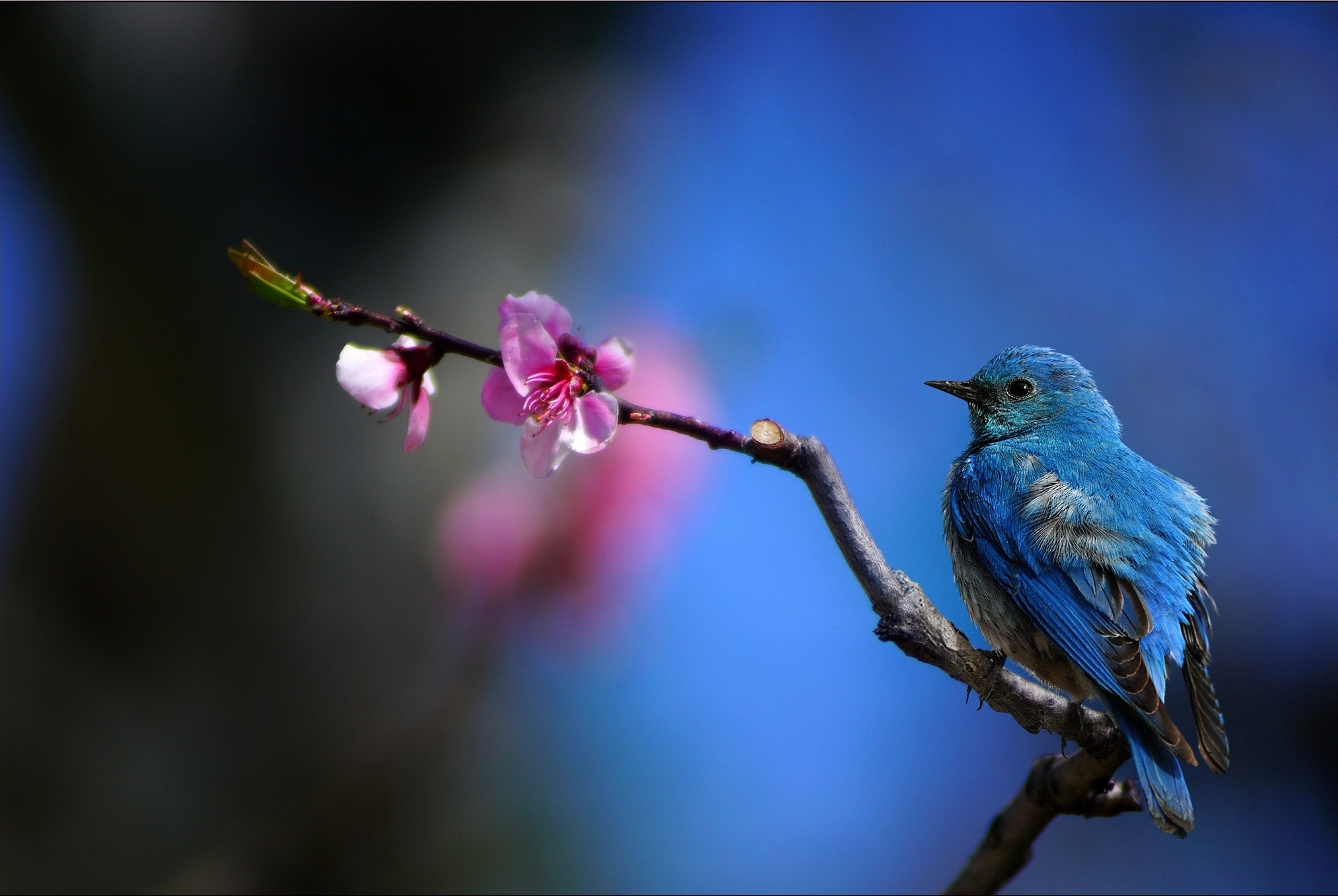 405589 télécharger le fond d'écran animaux, oiseau bleu, oiseau, floraison, branche, des oiseaux - économiseurs d'écran et images gratuitement