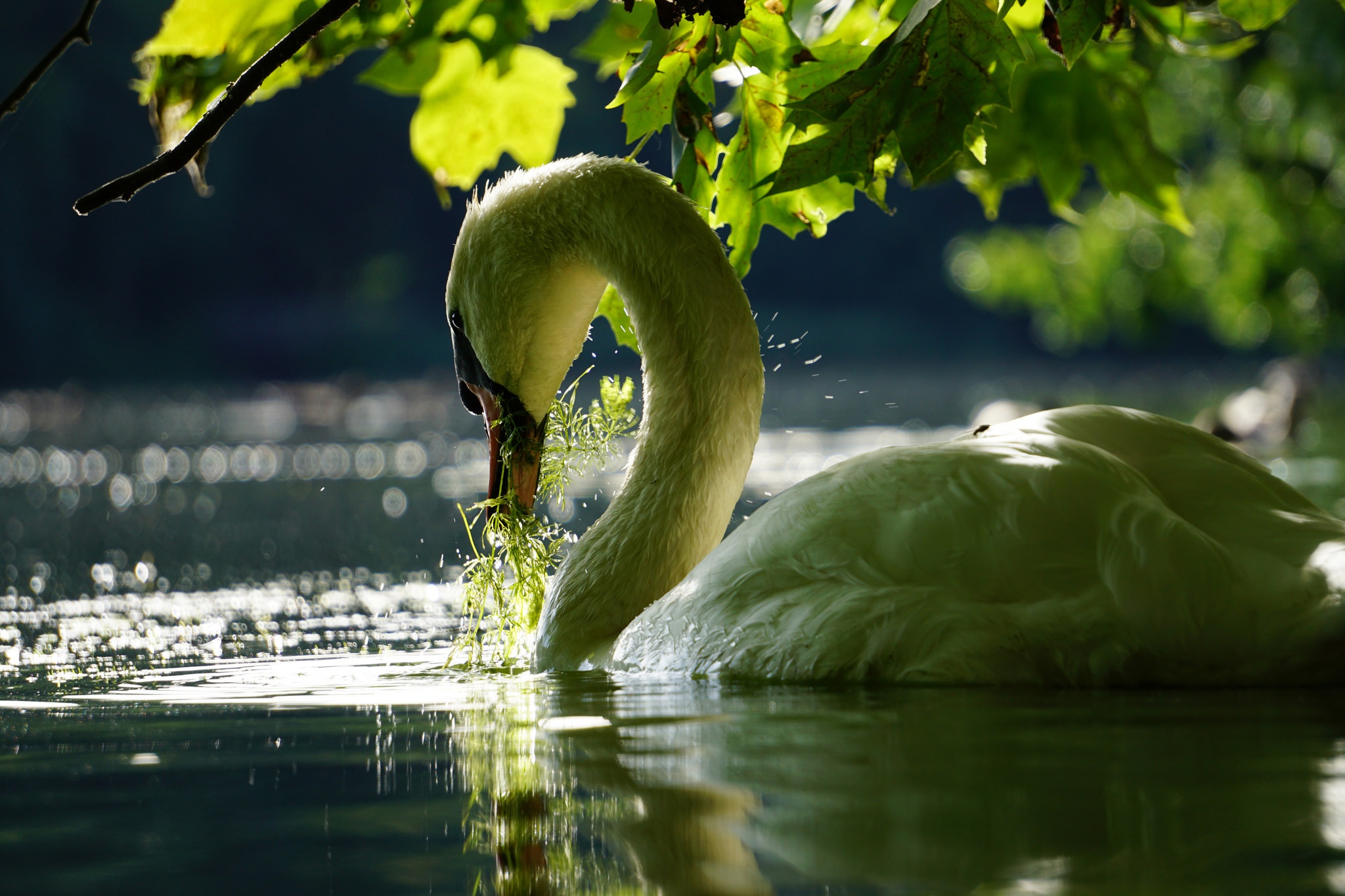 Природа вода птицы