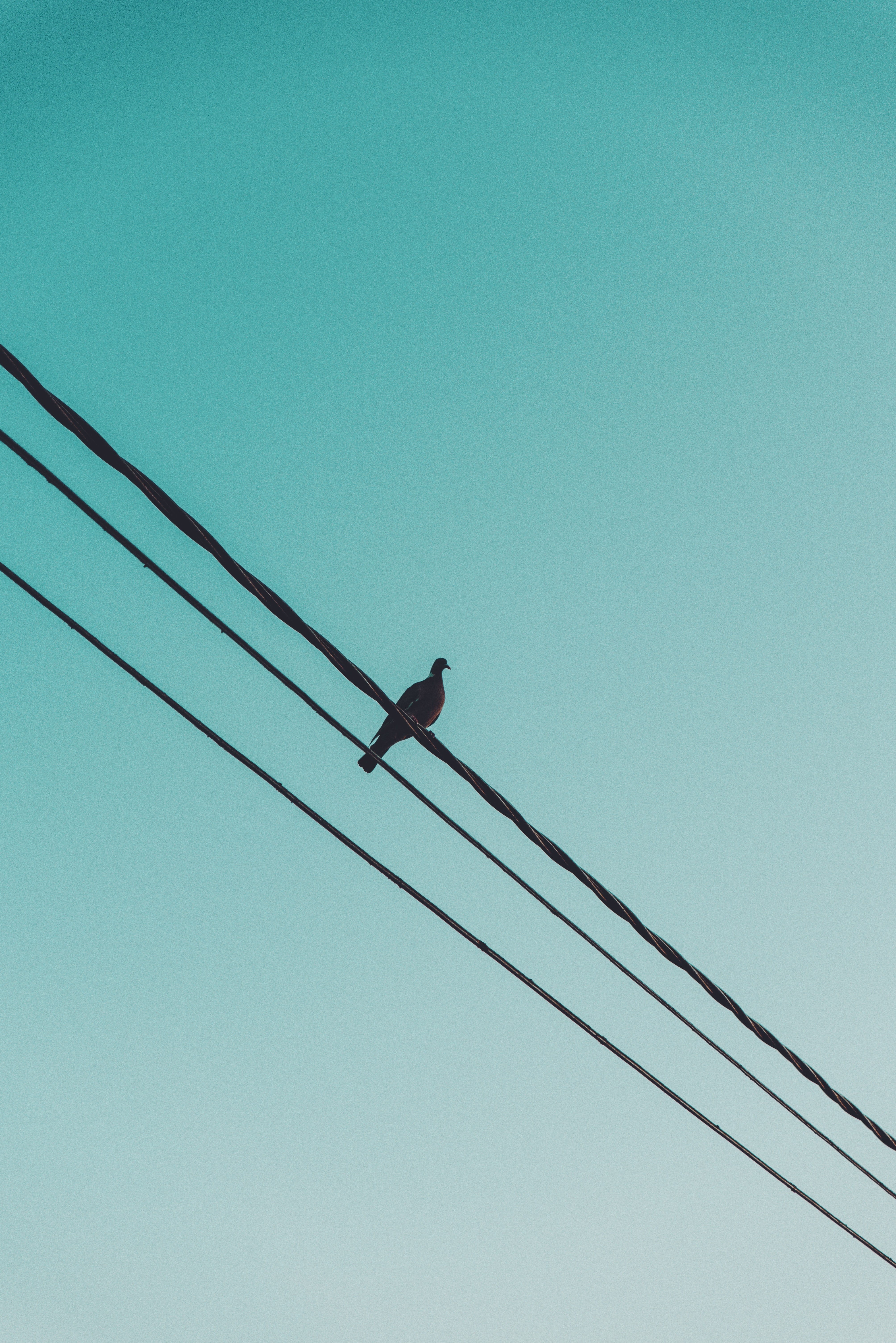Download mobile wallpaper Dove, Wire, Animals, Sky, Wires for free.